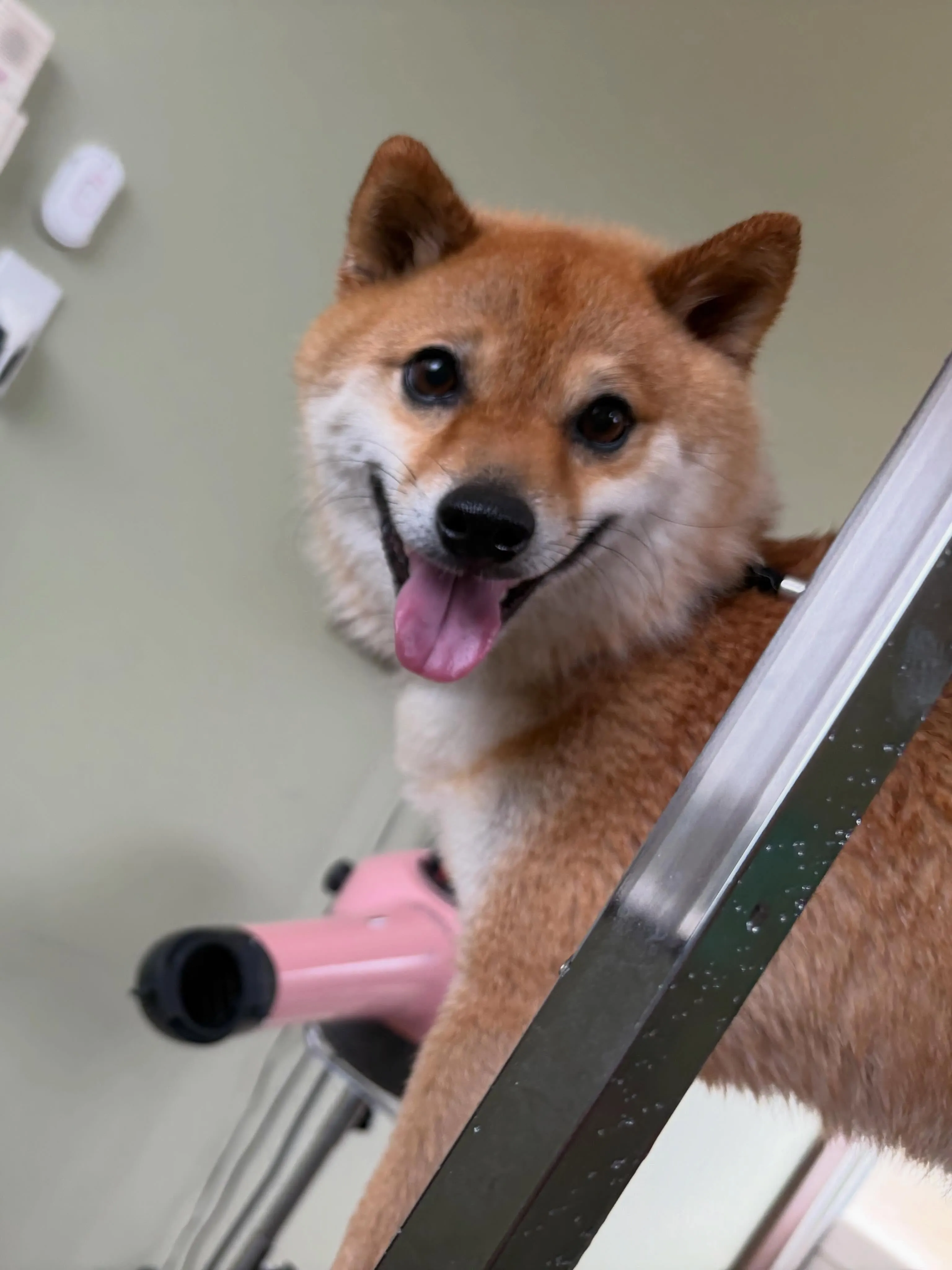 トリミングのセットメニューをご利用頂いたわんこたちです🎶