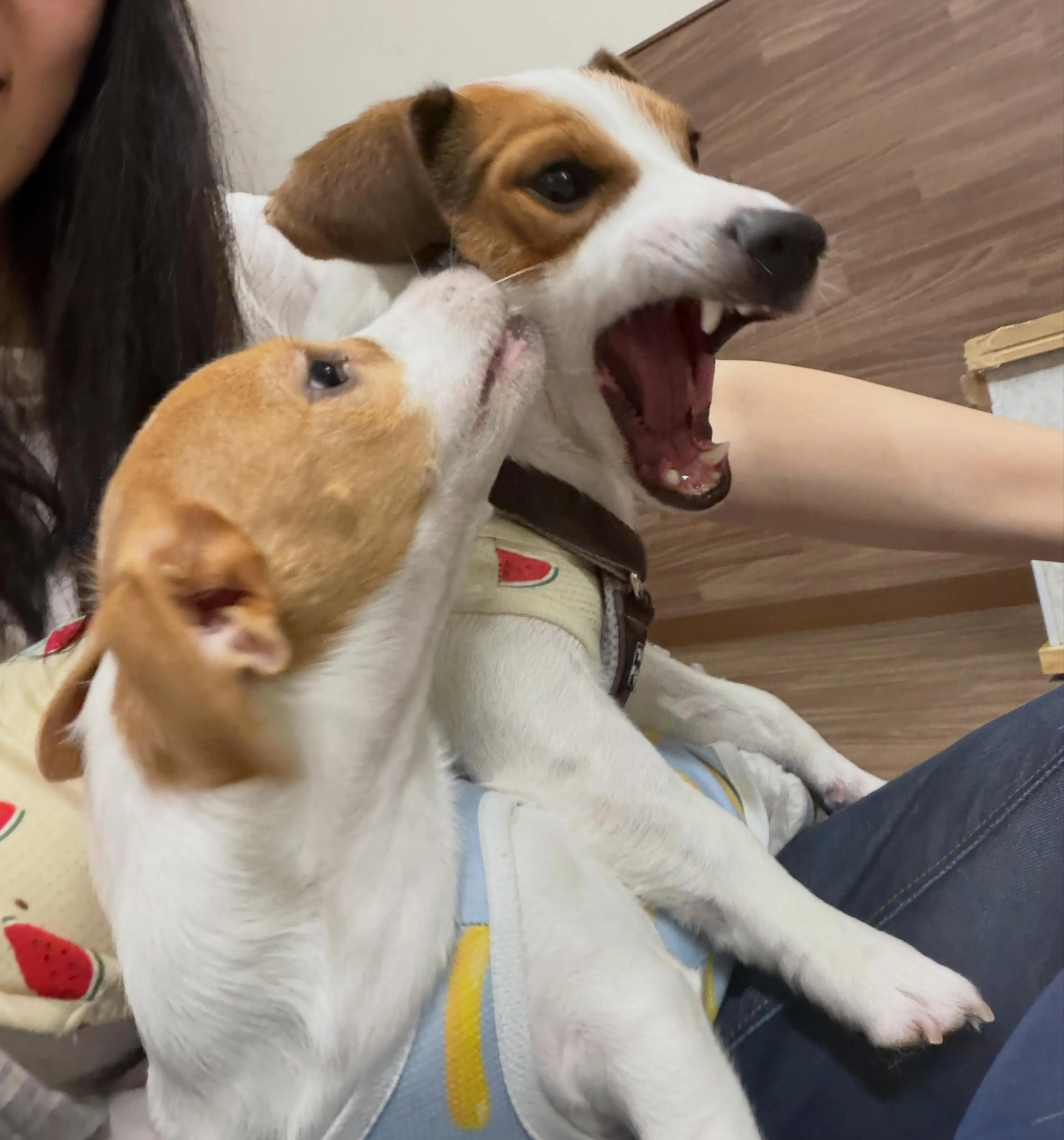 入会してくれたノアくんです❣️