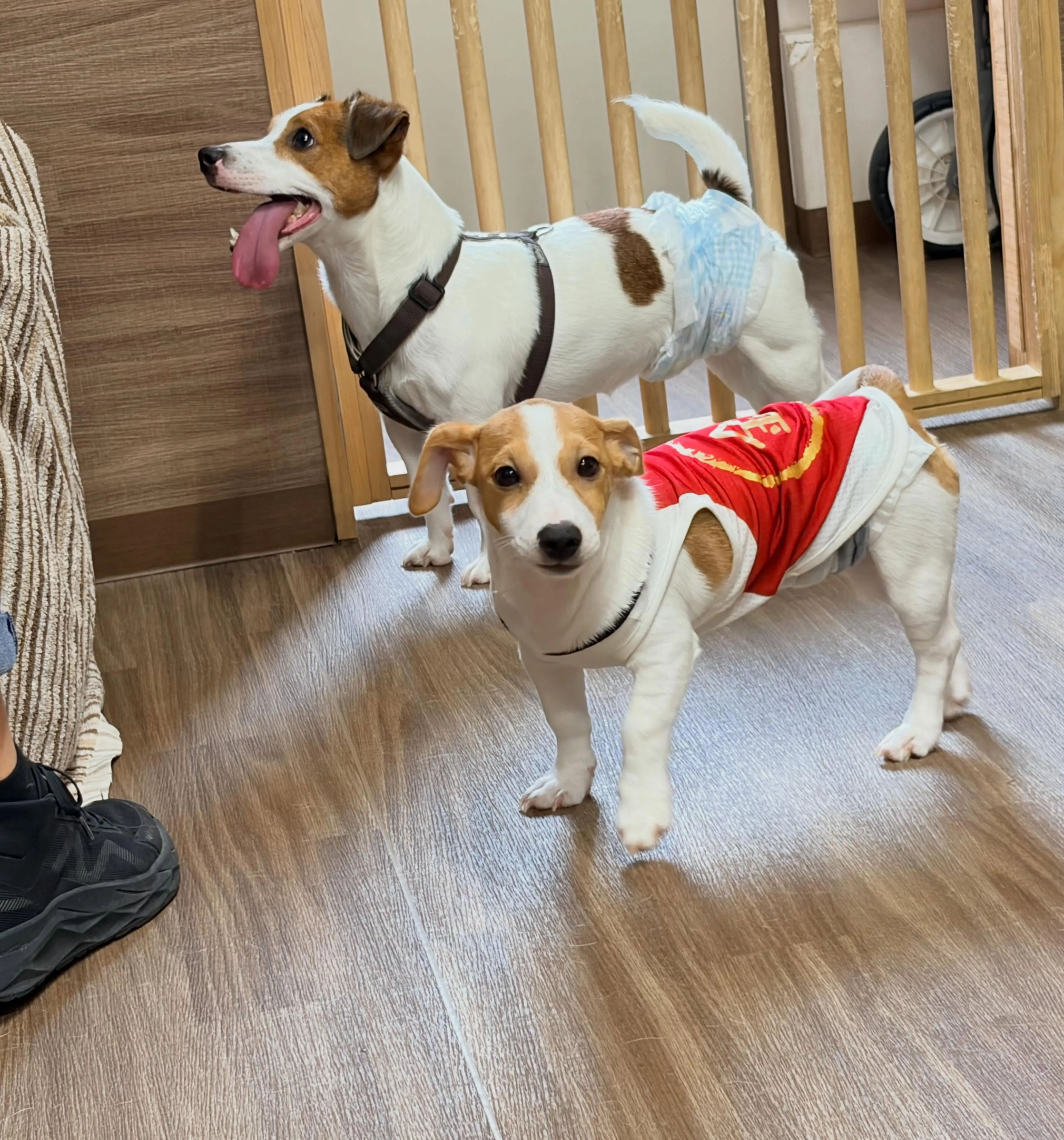 入会してくれたノアくんです❣️
