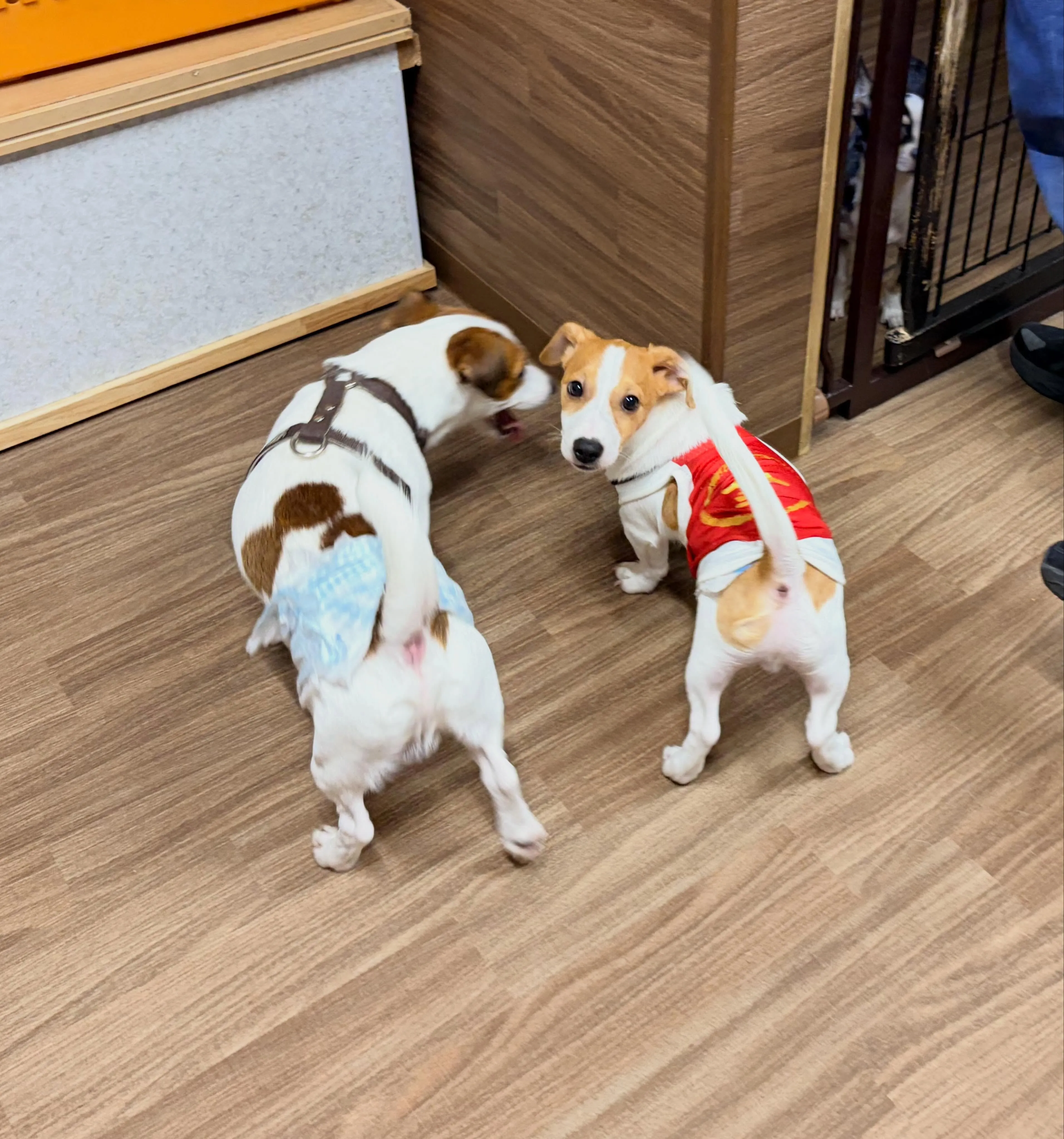 入会してくれたノアくんです❣️