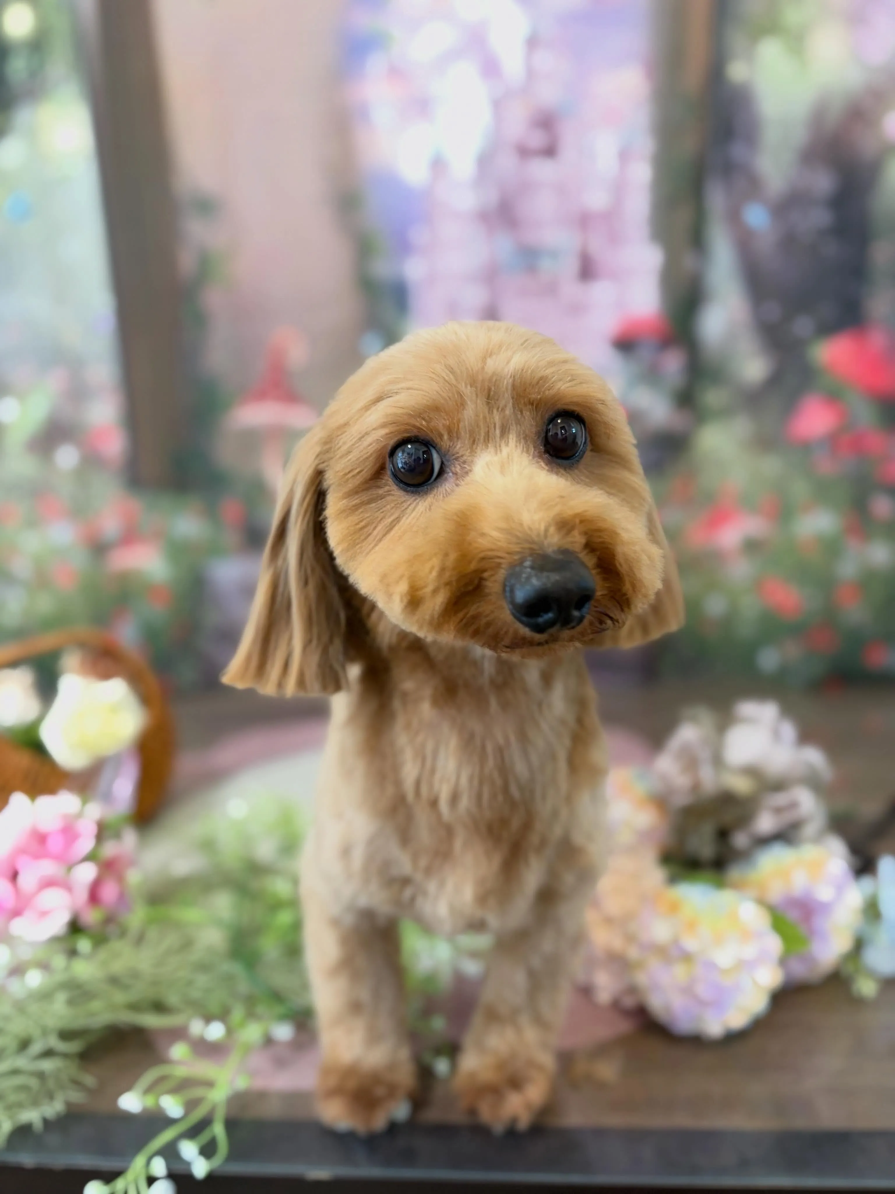 トリミングのセットメニューをご利用頂いたわんこたちです🎶