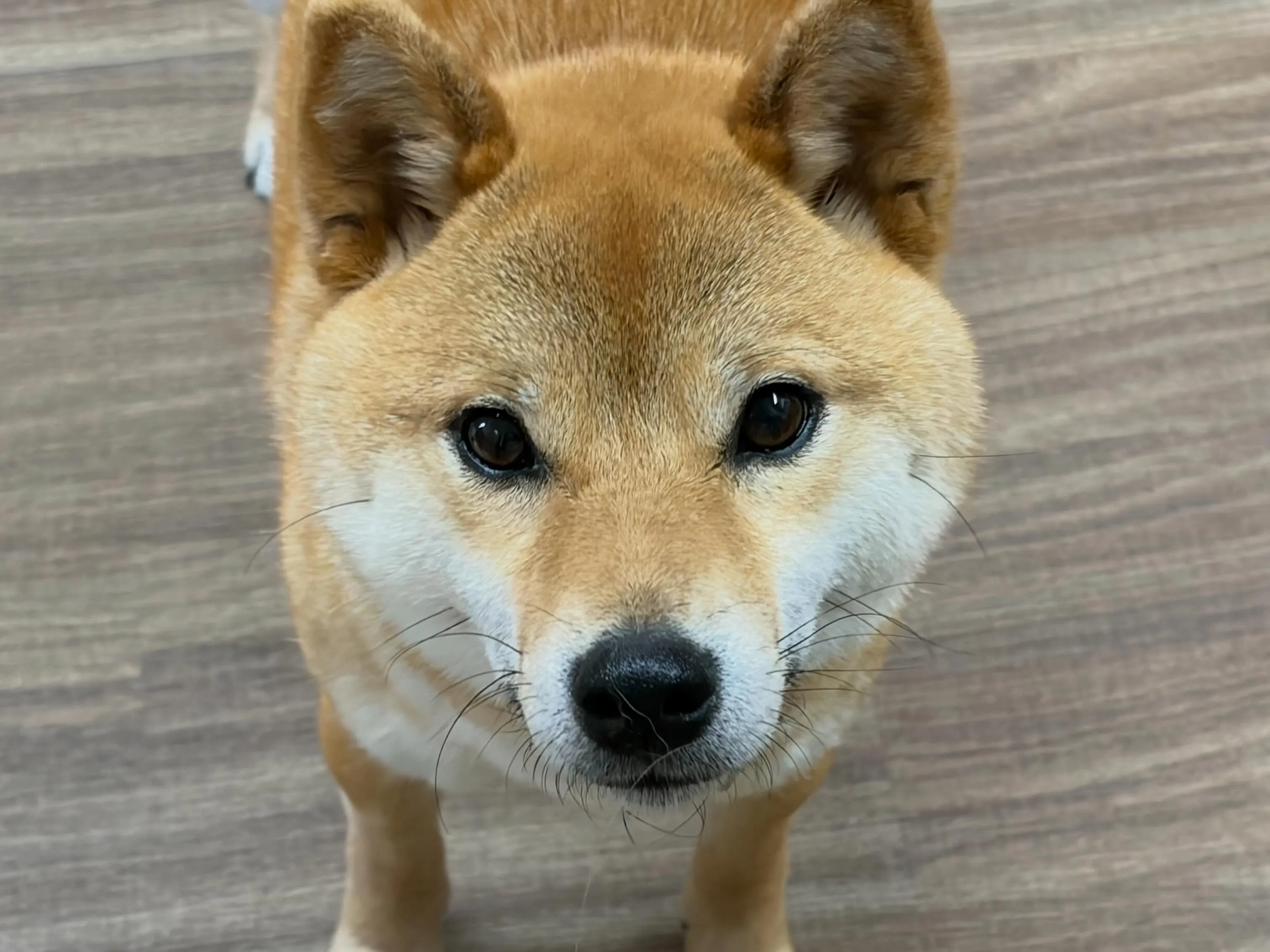 ๐ฉต8ๆใฎใใใใๅๅ๐ฉต