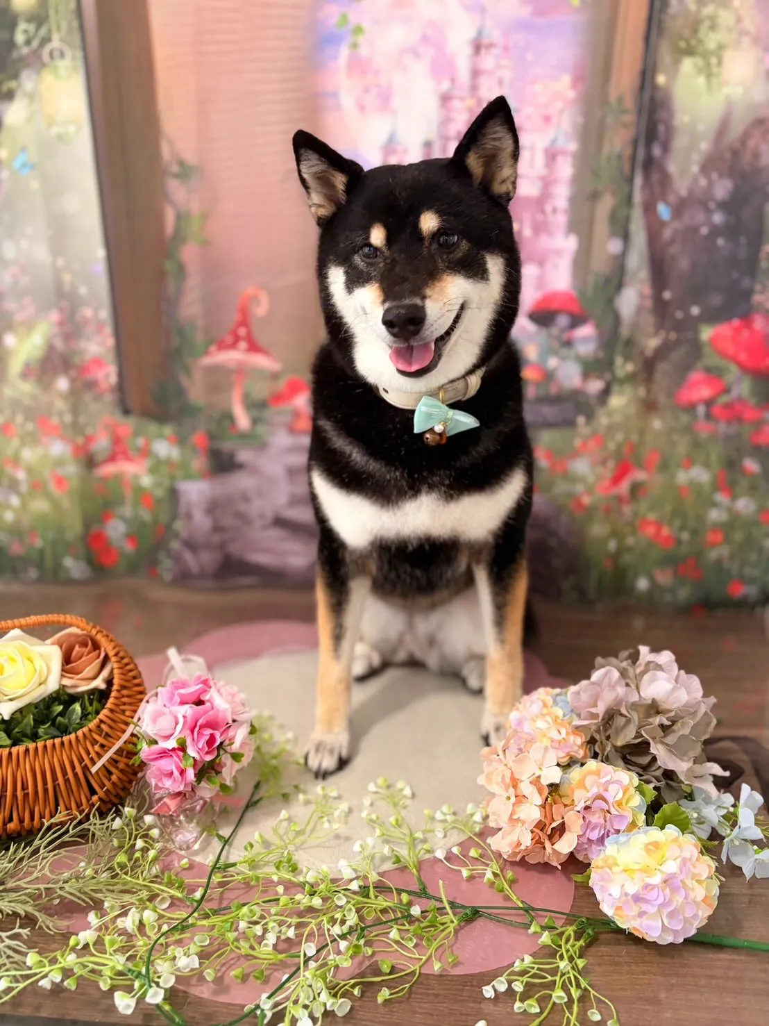 先月アップできなかったわんこたちです✨️