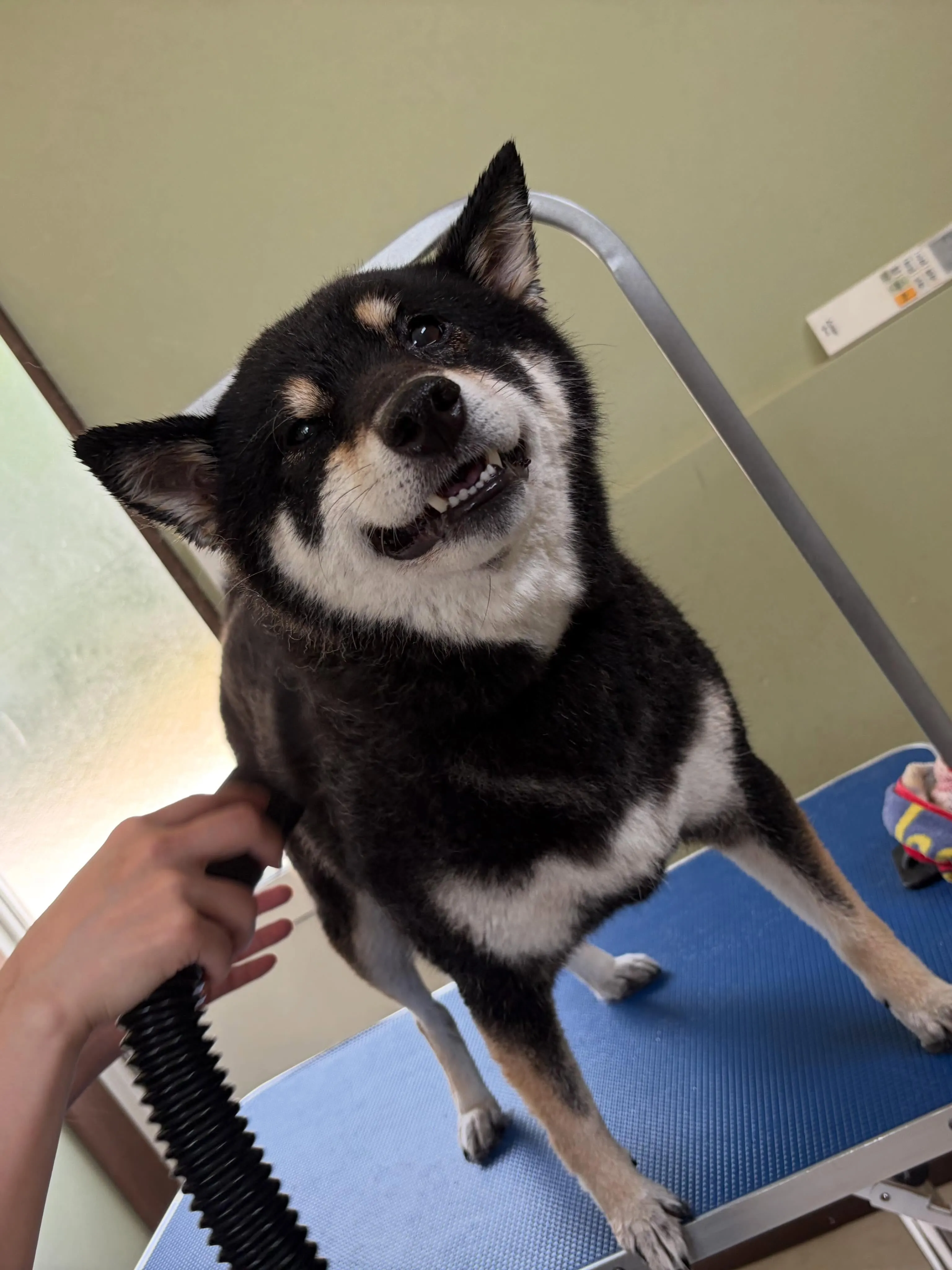 先月アップできなかったわんこたちです✨️