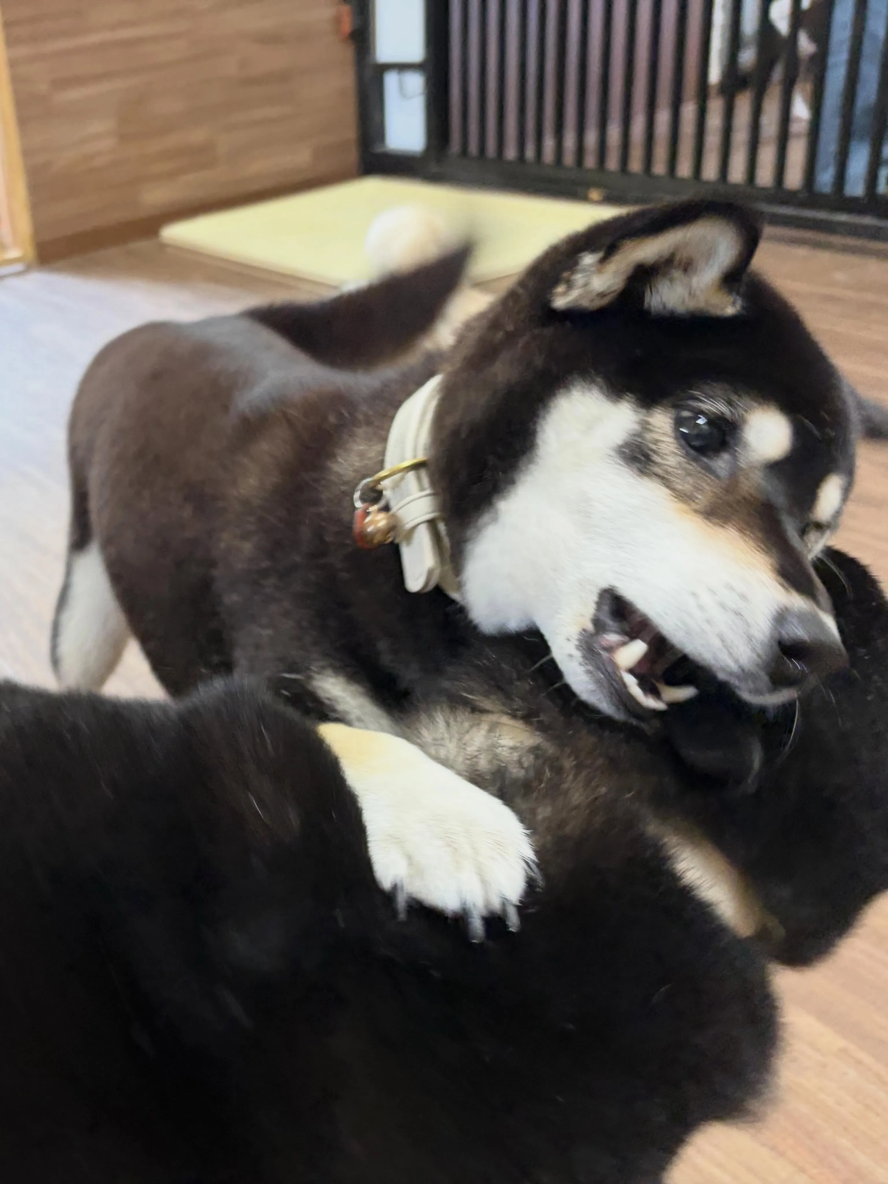 先月アップできなかったわんこたちです✨️