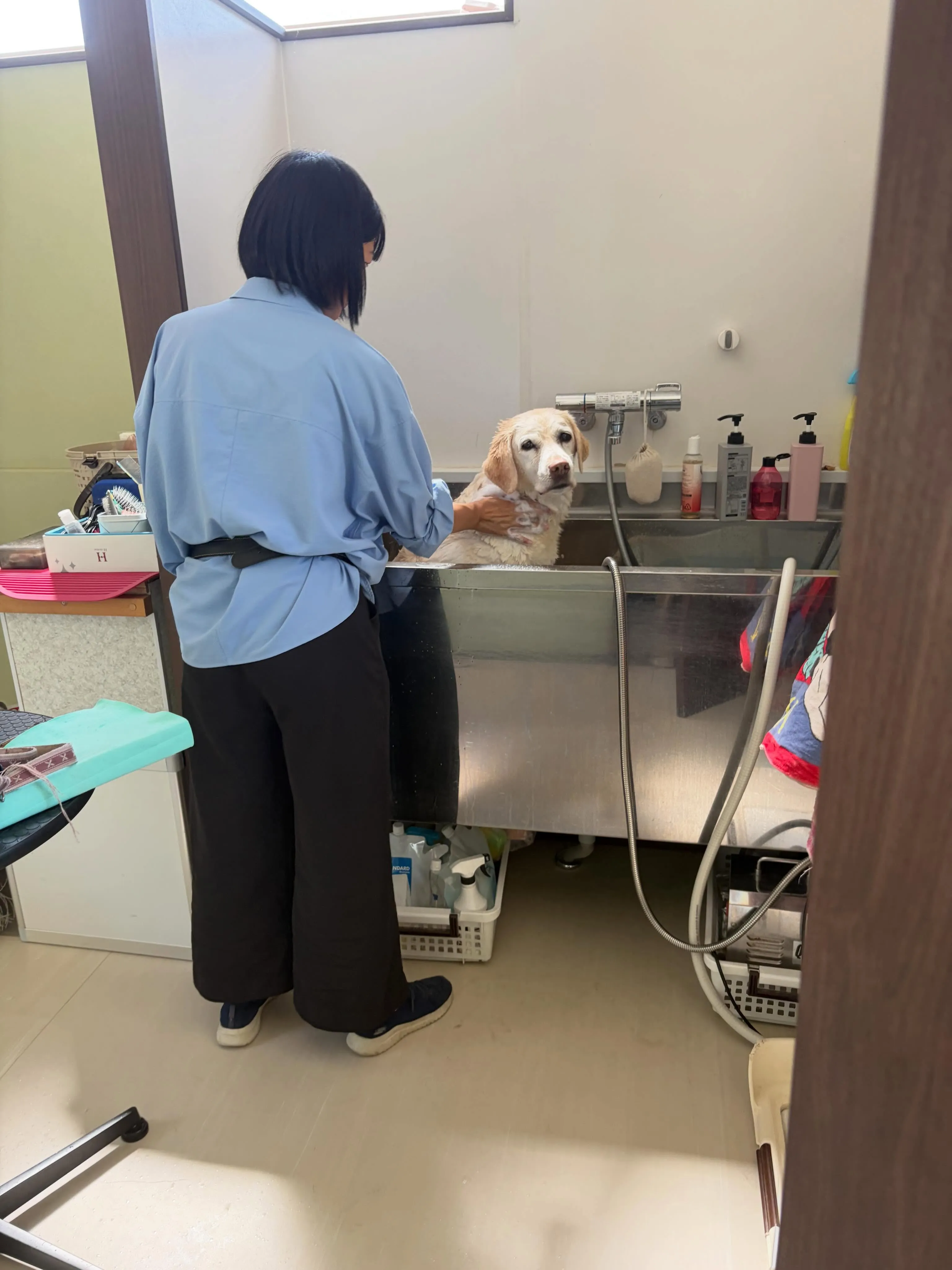 水遊びイベントで水遊び後、1日休憩を挟んで翌日はトリミング✂...