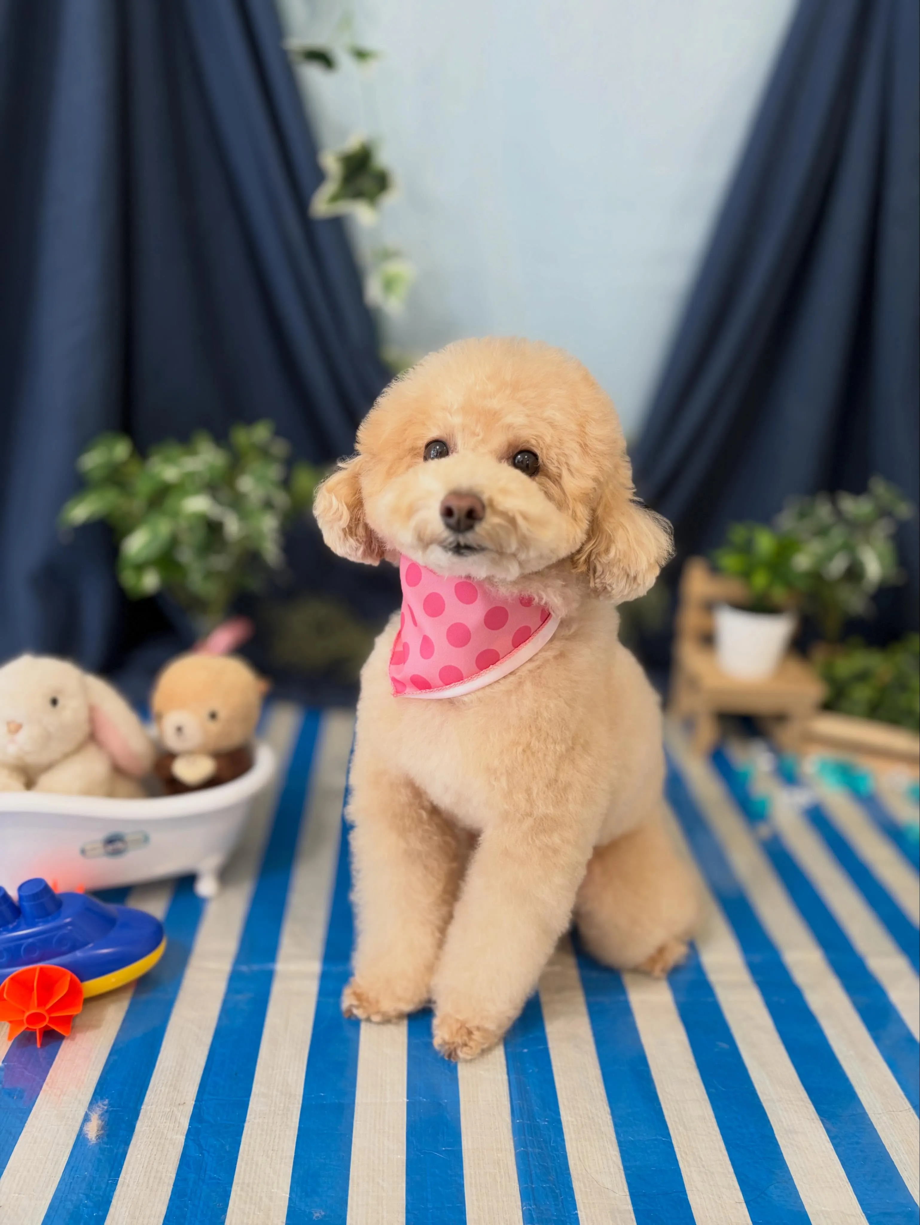 トリミングのセットメニューをご利用頂いたわんこたちです🎶