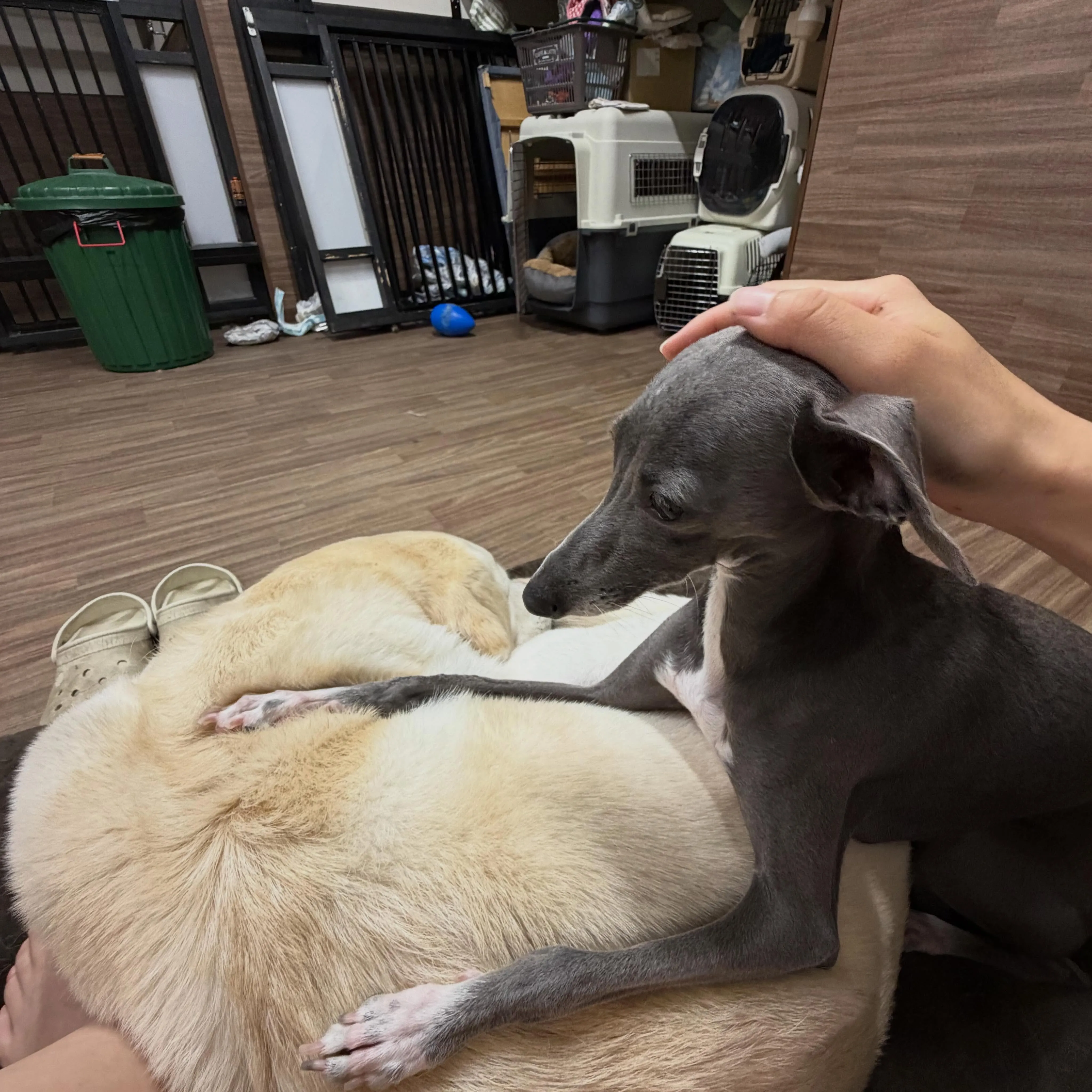 入会してくれたソラちゃんです🎀