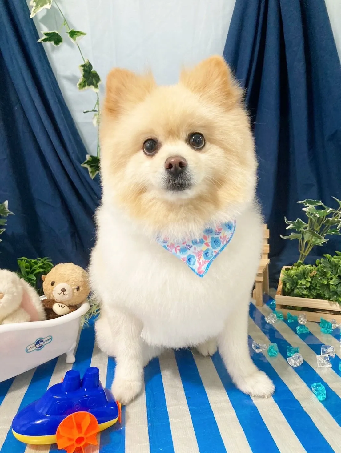 トリミングのセットメニューをご利用頂いたわんこたちです🎶