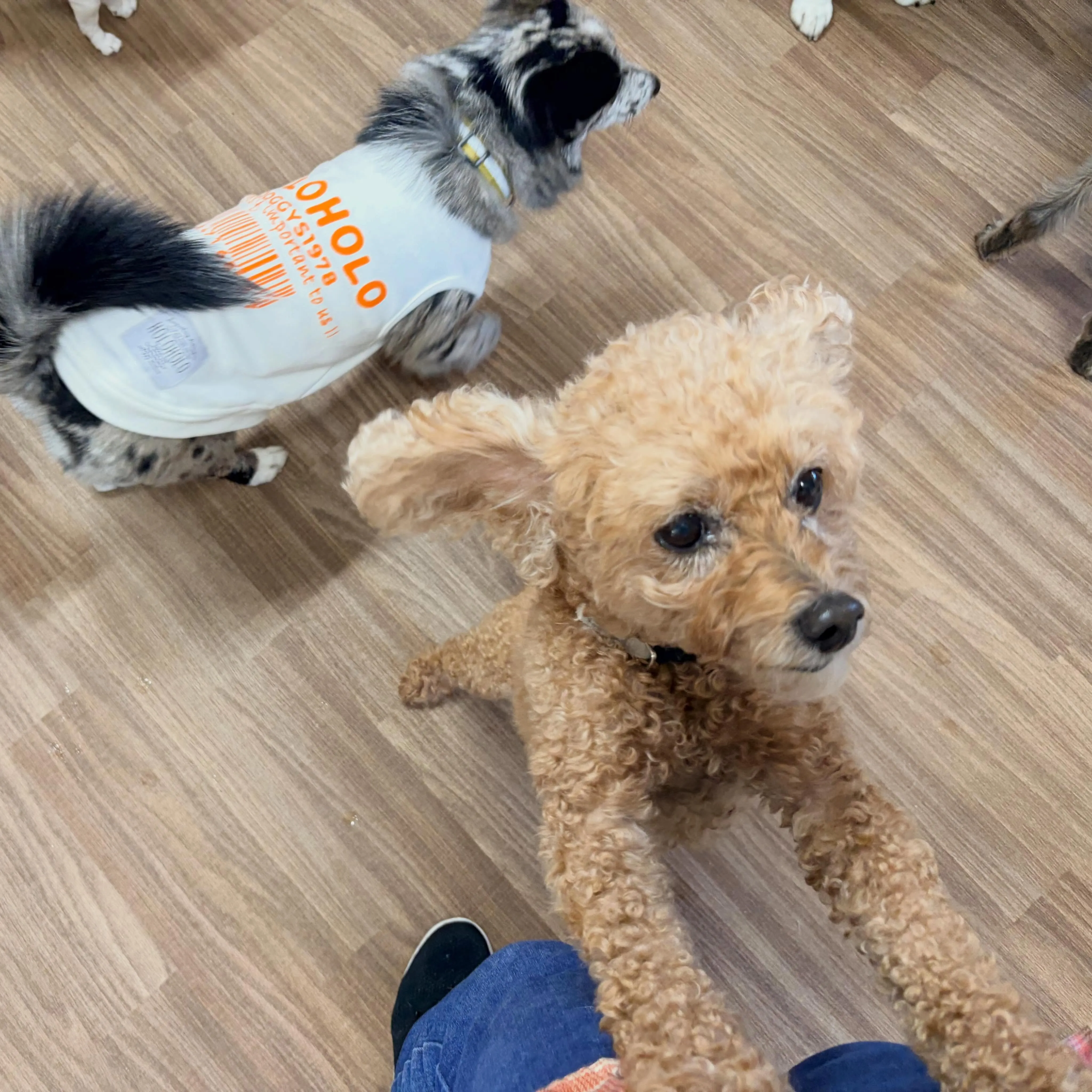 入会してくれたチョコちゃんです⭐️