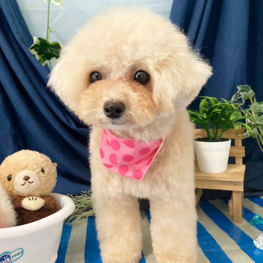 トリミングのセットメニューをご利用頂いたわんこたちです🐾