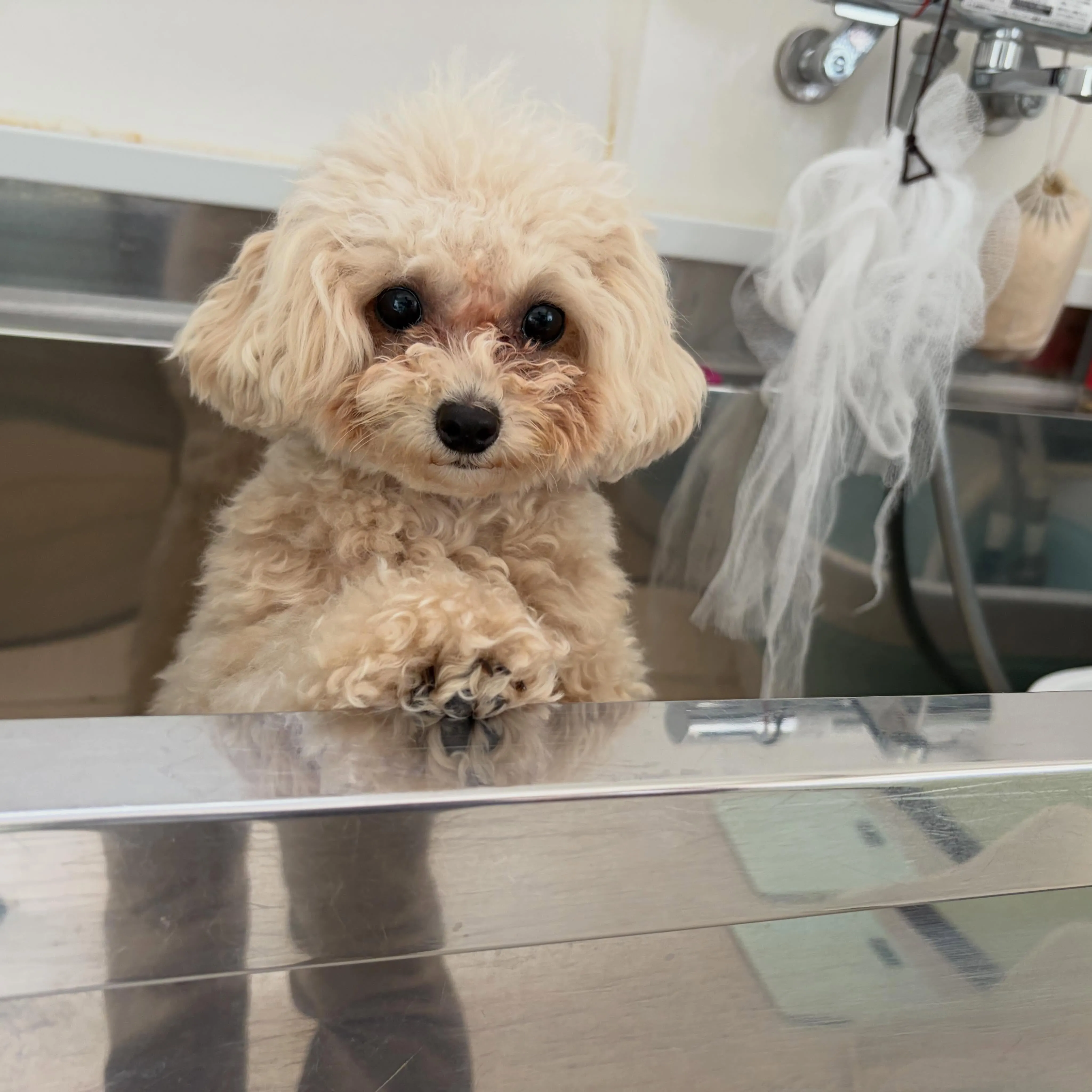 トリミングのセットメニューをご利用頂いたわんこたちです🐾