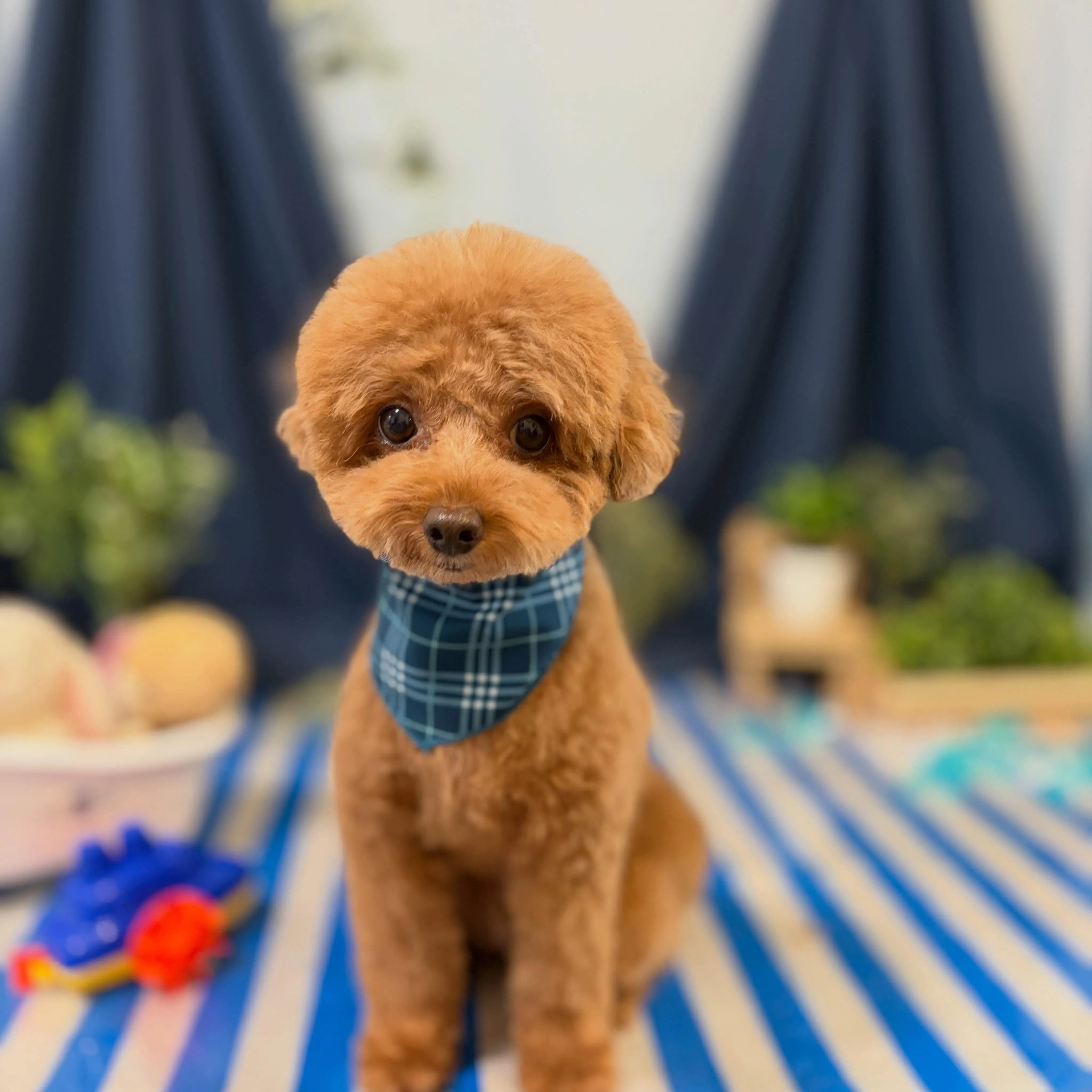 トリミングのセットメニューをご利用頂いたわんこたちです🐾