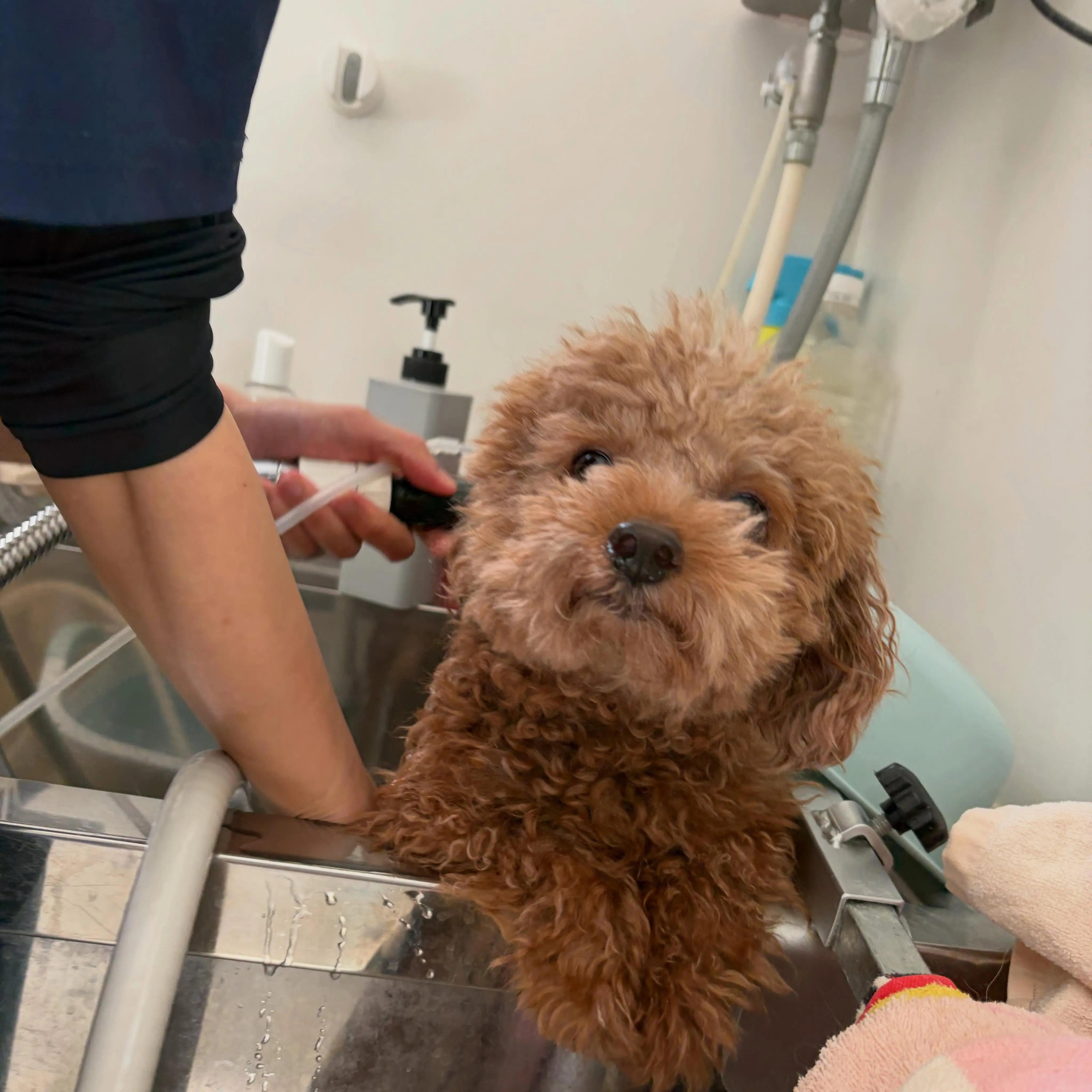 トリミングのセットメニューをご利用頂いたわんこたちです🐾