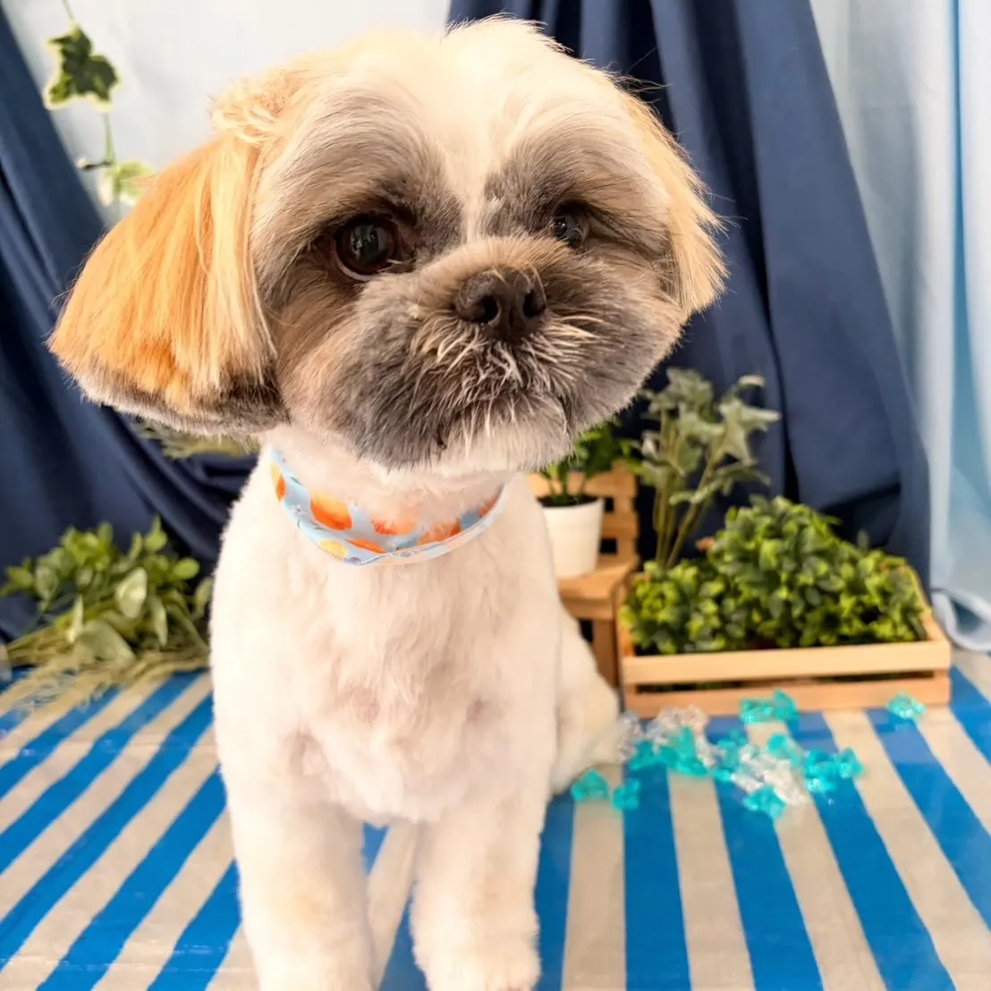 トリミングのセットメニューをご利用頂いたわんこたちです🐾