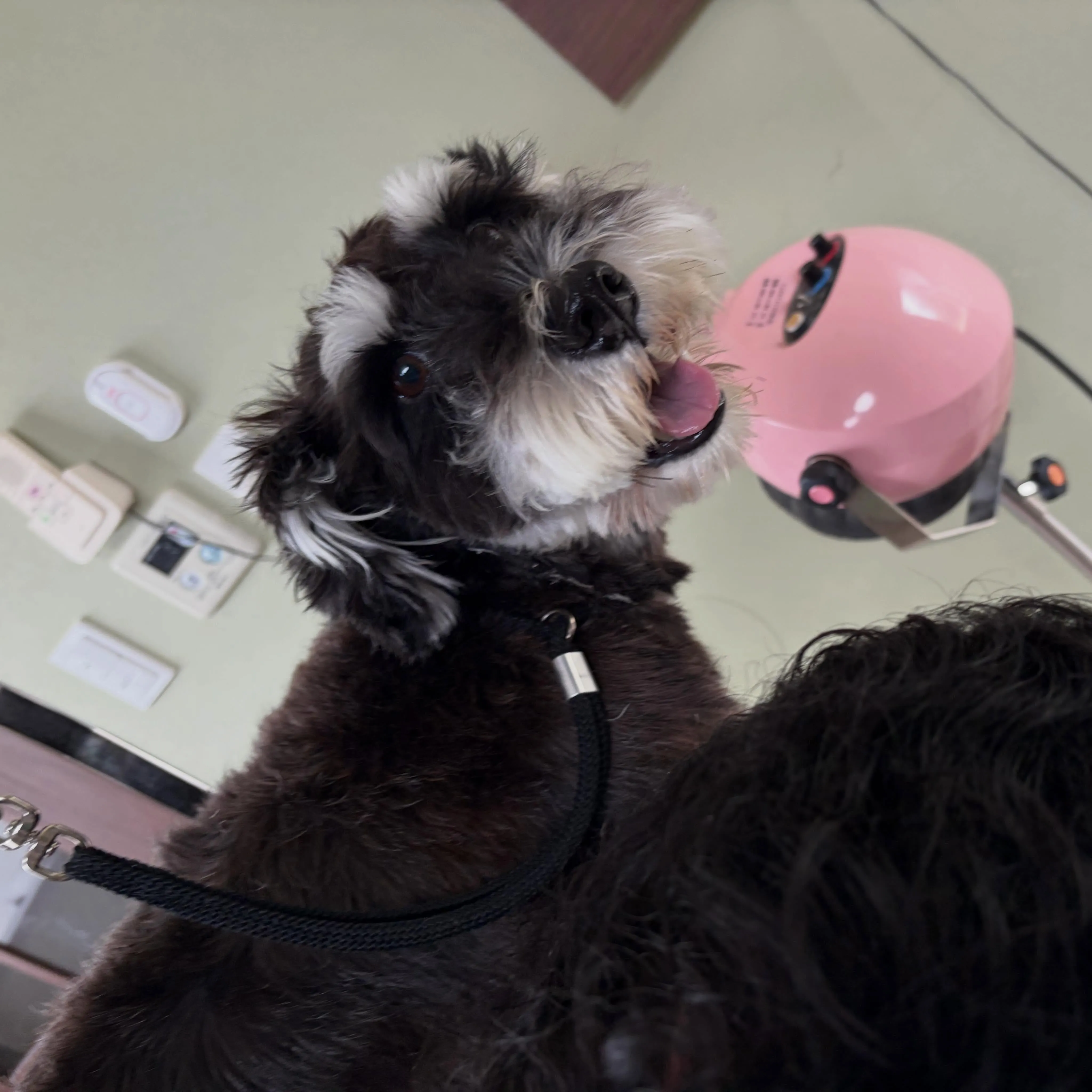 トリミングのセットメニューをご利用頂いたわんこたちです🐾