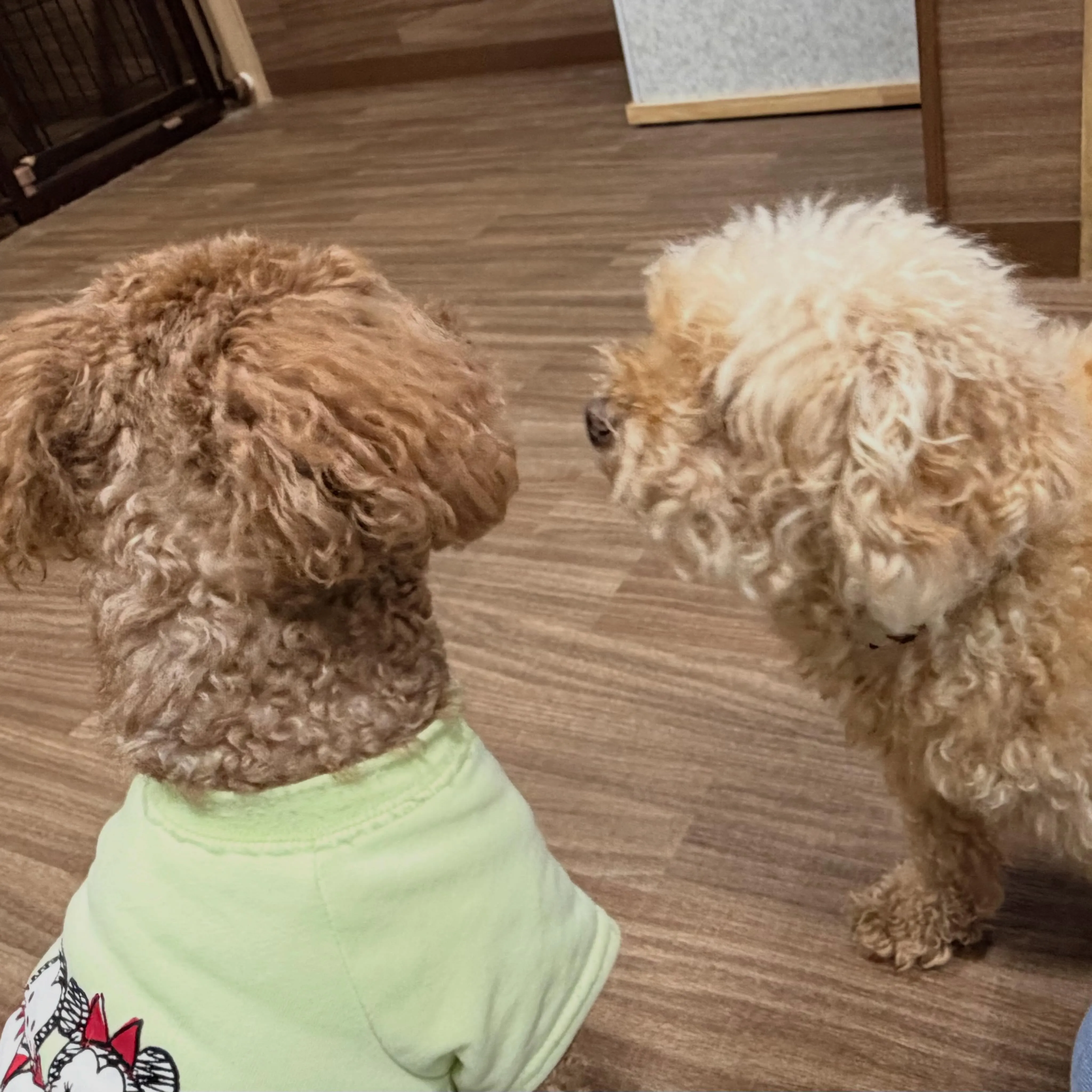 入会してくれたライトくんです😊