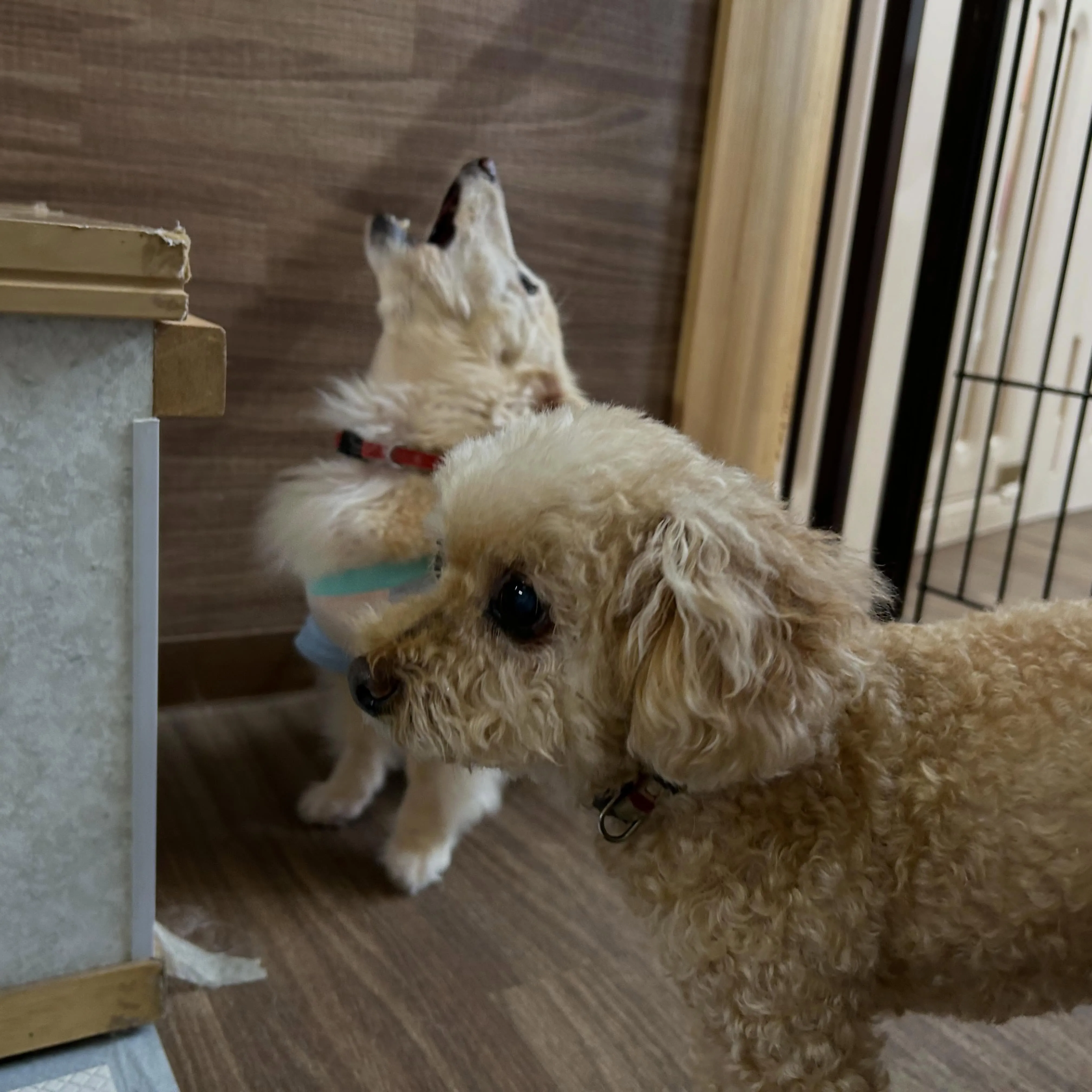 入会してくれたライトくんです😊