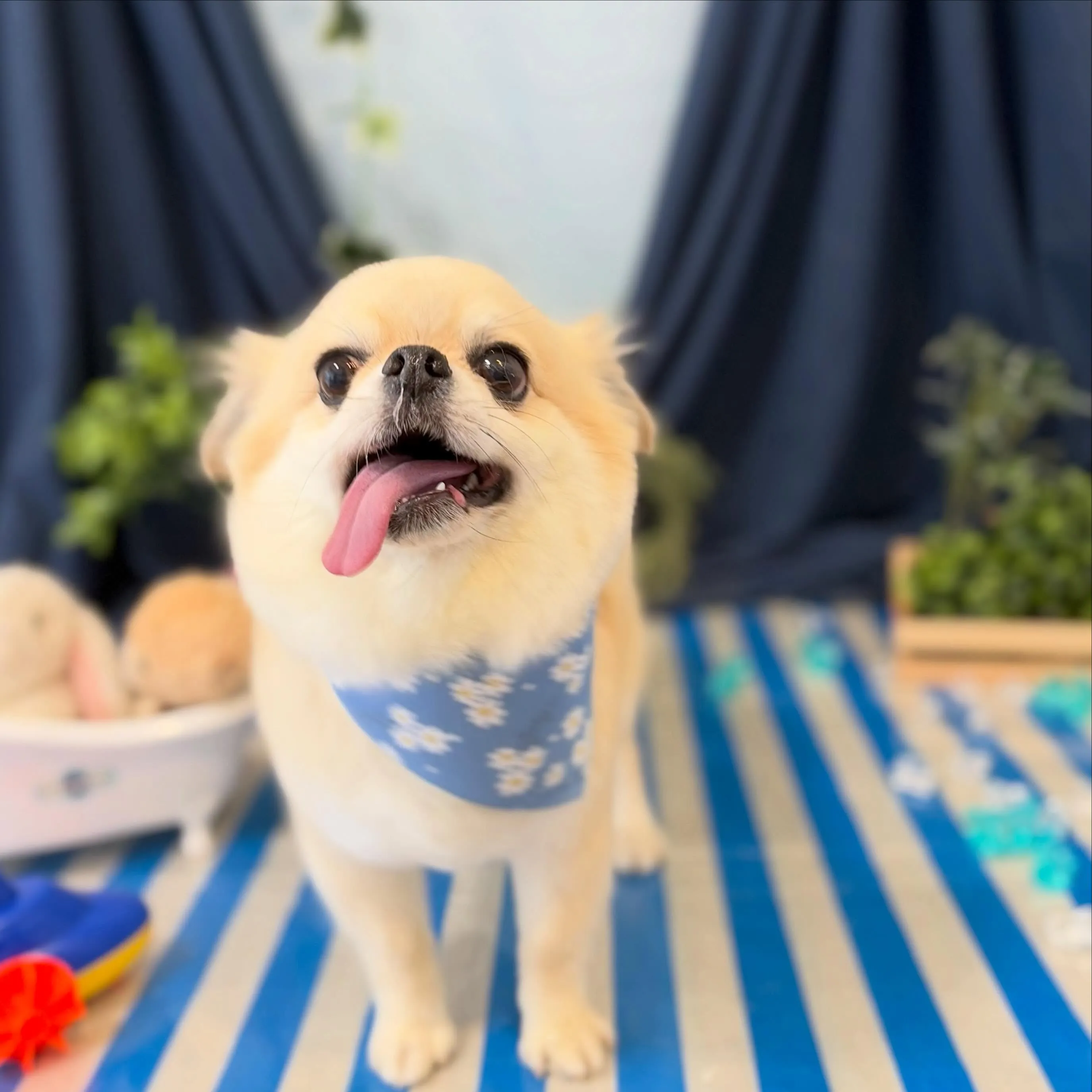 トリミングのセットメニューをご利用頂いたわんこたちです🍀