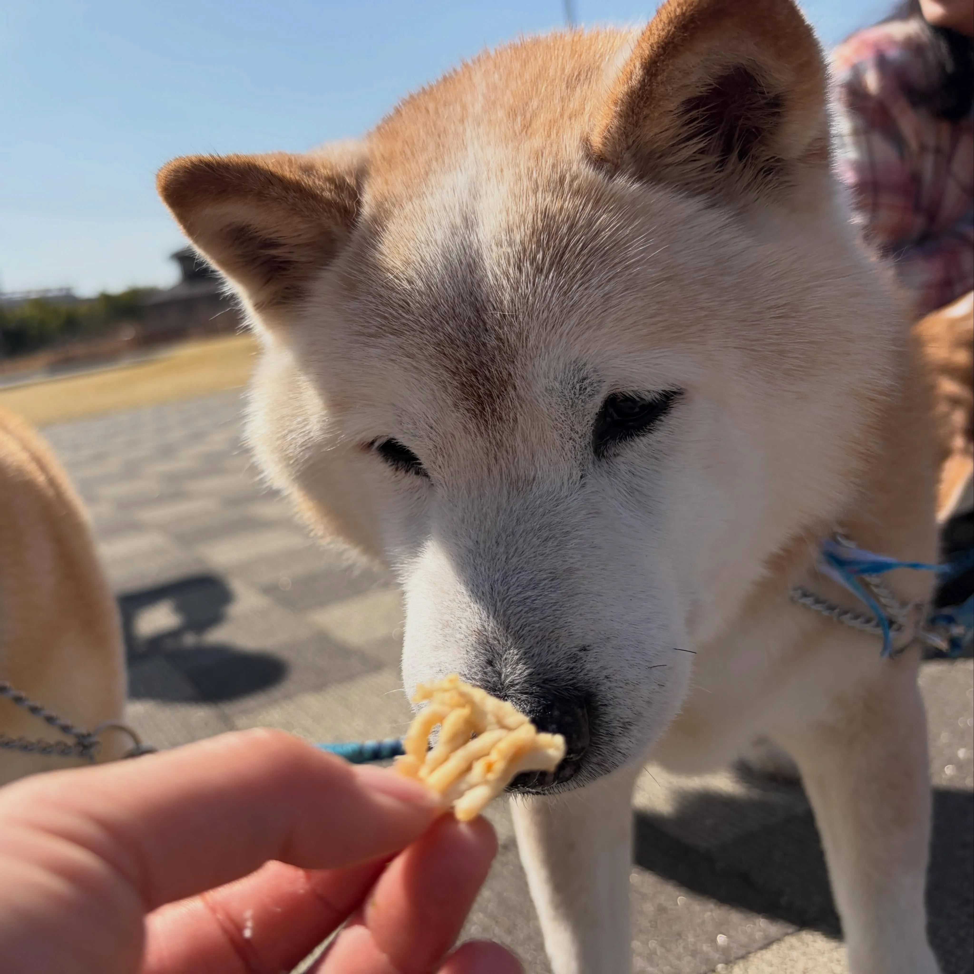 トリミングのセットメニューをご利用頂いたわんこたちです🍀