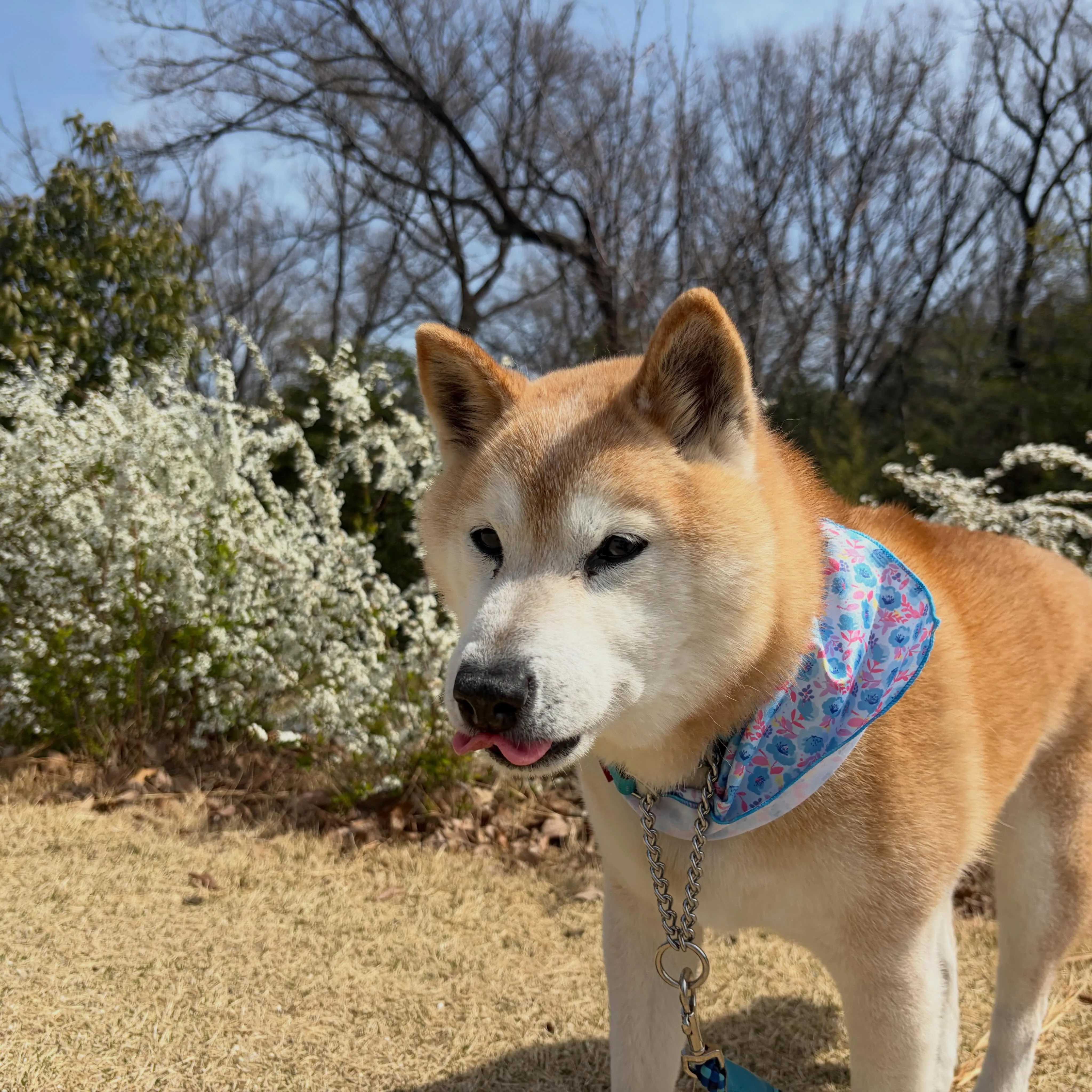トリミングのセットメニューをご利用頂いたわんこたちです🍀