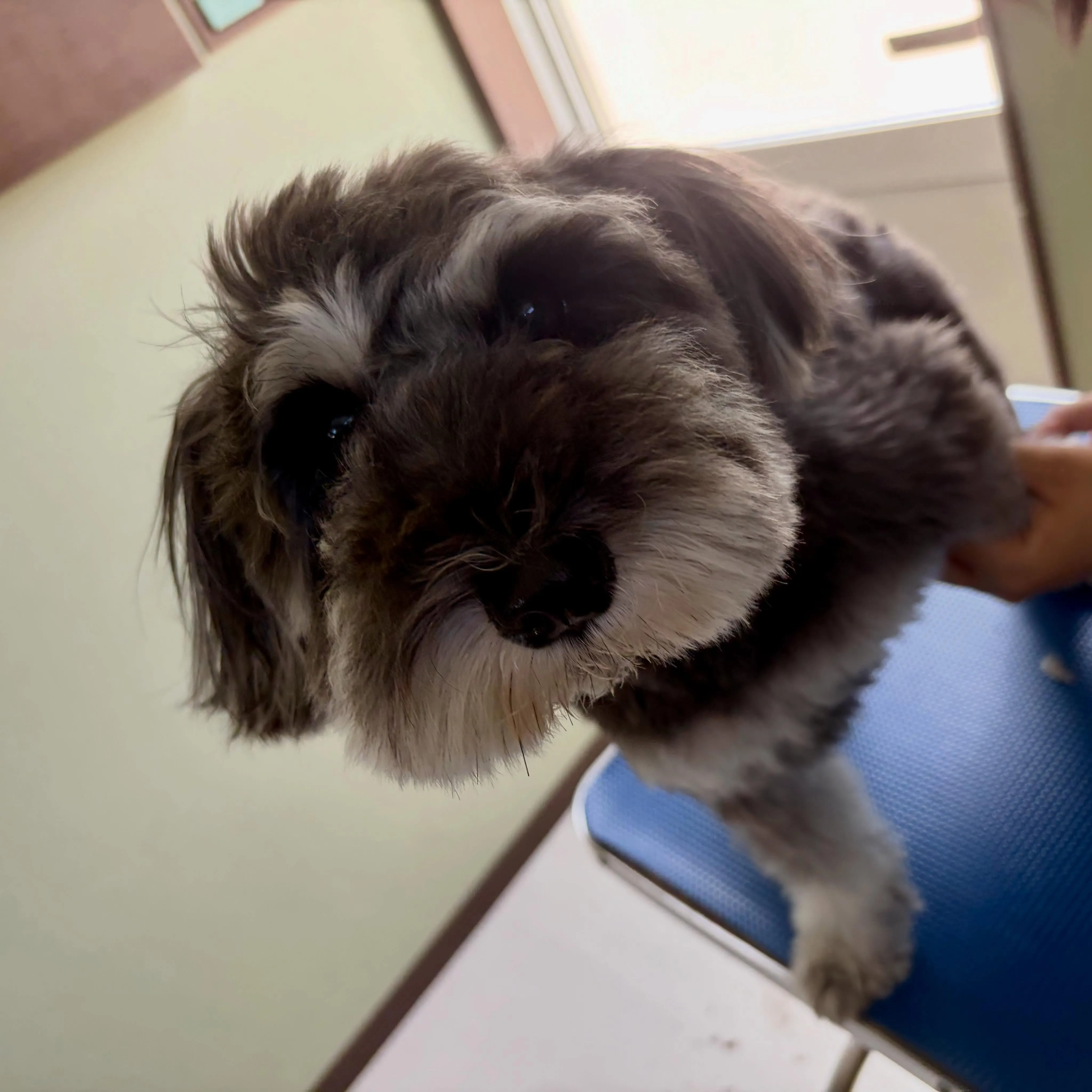 トリミングのセットメニューをご利用頂いたわんこたちです🐾