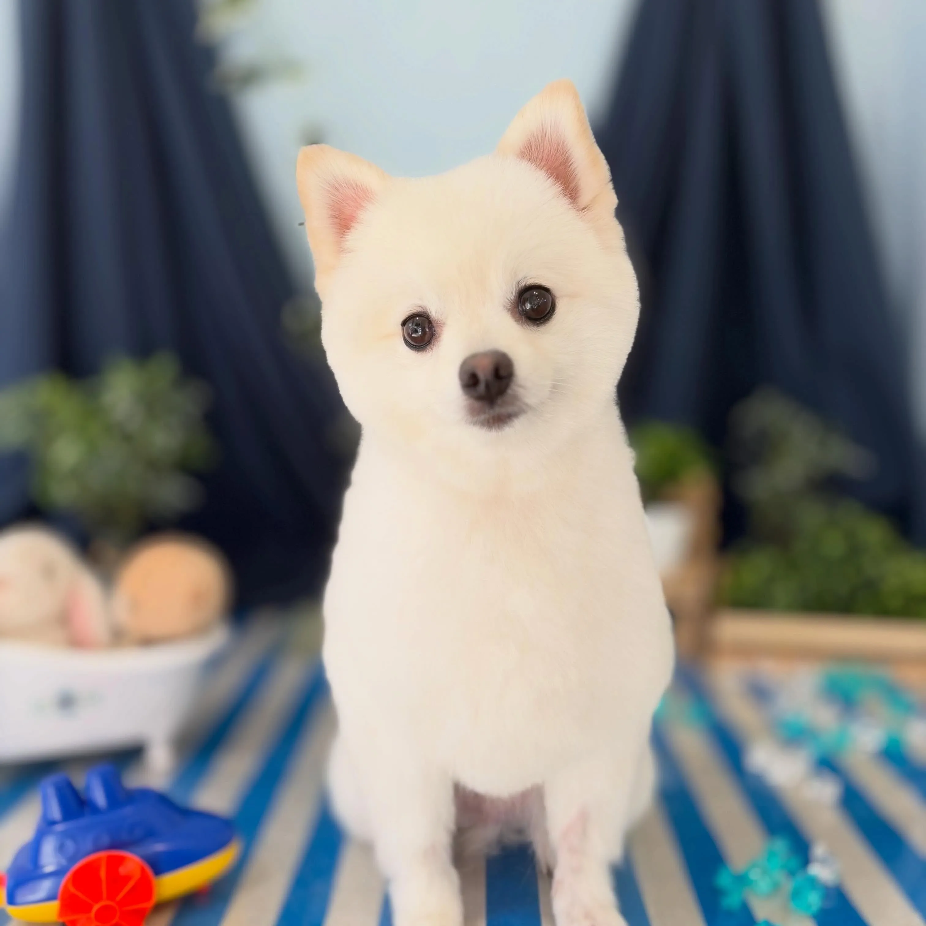 トリミングのセットメニューをご利用頂いたわんこたちです🐾