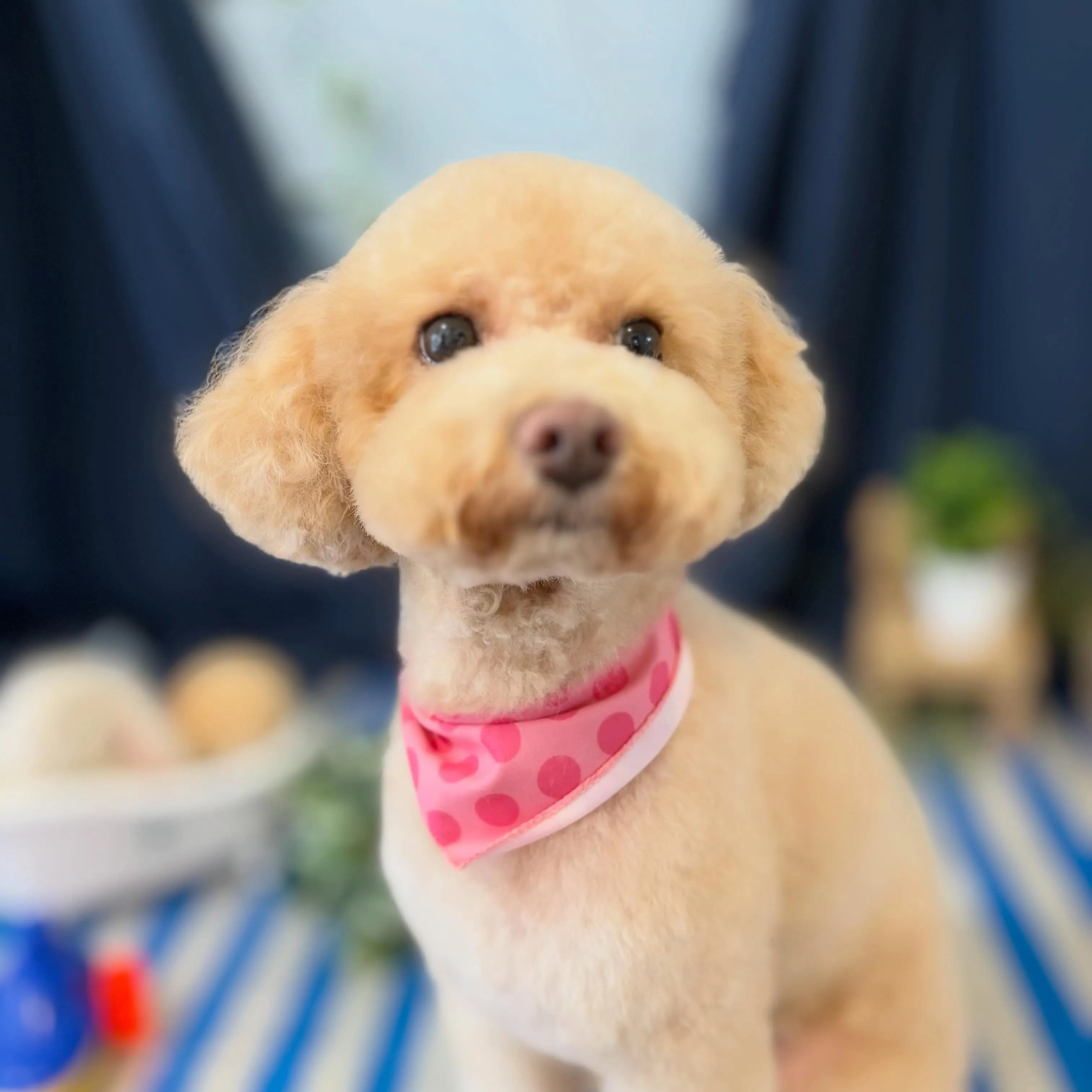 トリミングのセットメニューをご利用頂いたわんこたちです🐾