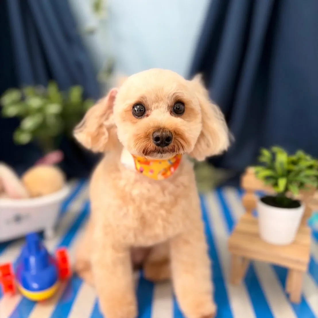 トリミングのセットメニューをご利用頂いたわんこたちです🐾