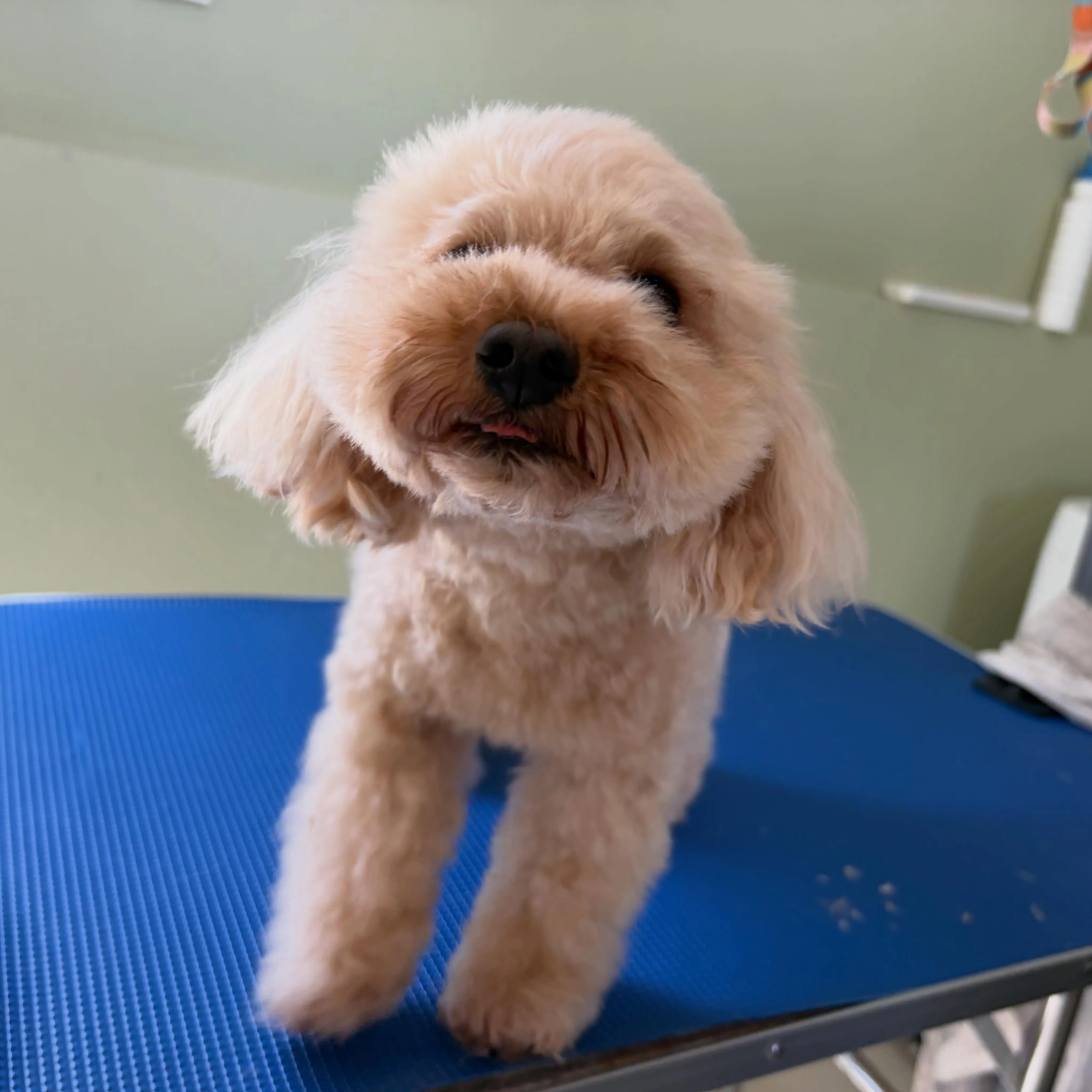 トリミングのセットメニューをご利用頂いたわんこたちです🐾
