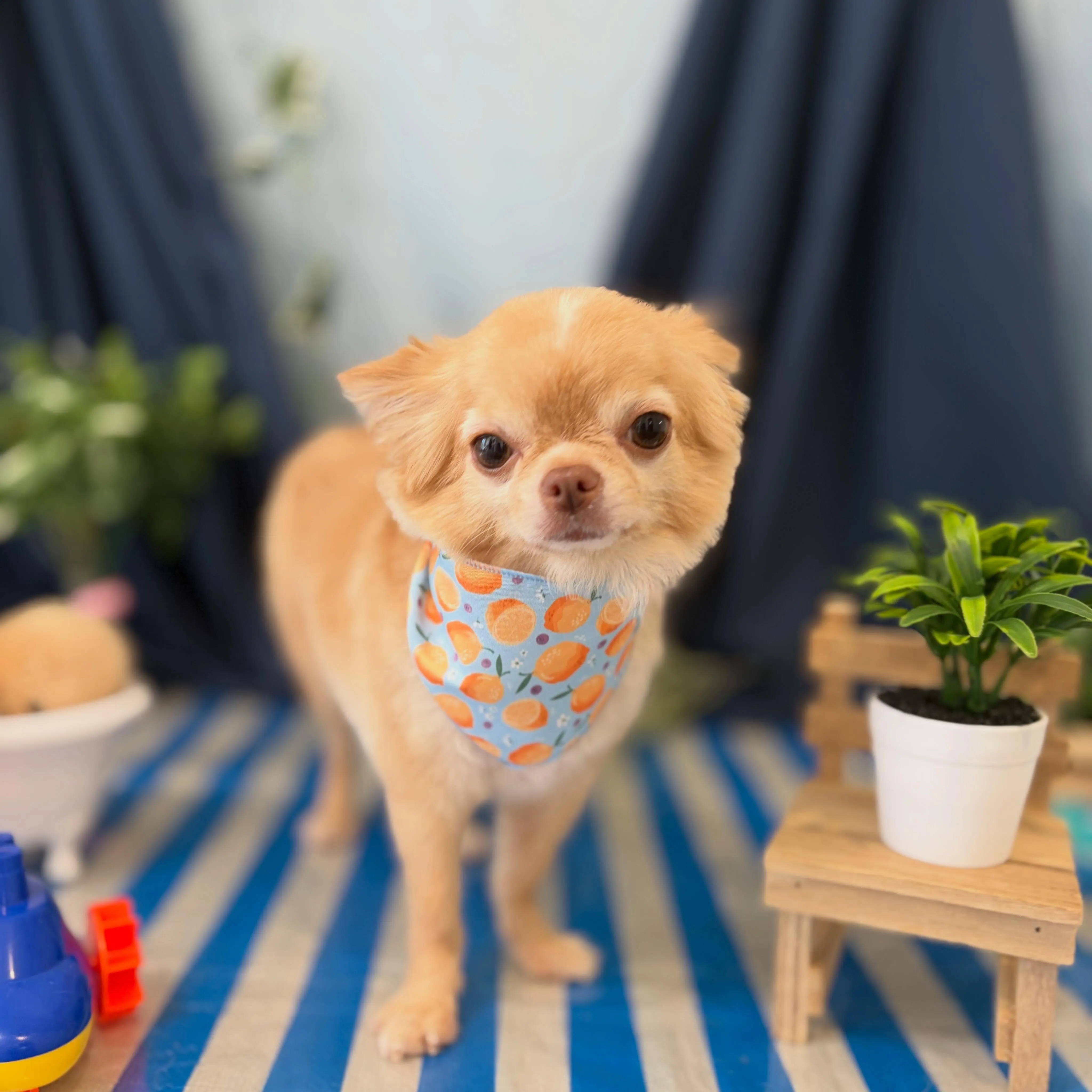 トリミングのセットメニューをご利用頂いたわんこたちです🐾