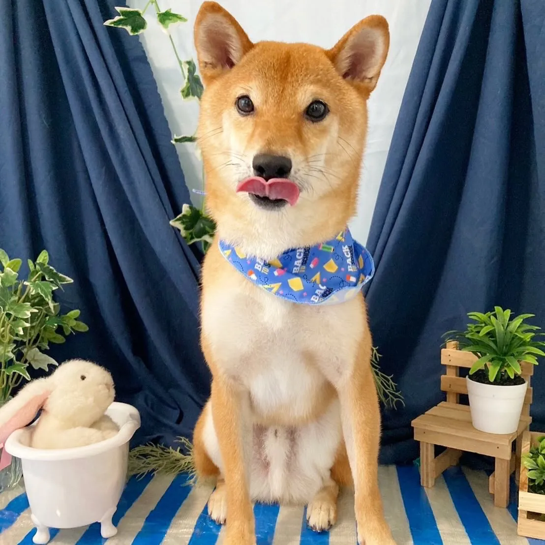 トリミングのセットメニューをご利用頂いたわんこたちです🎶