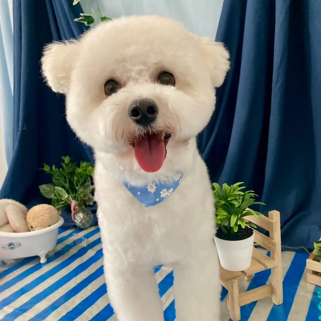 トリミングのセットメニューをご利用頂いたわんこたちです🎶