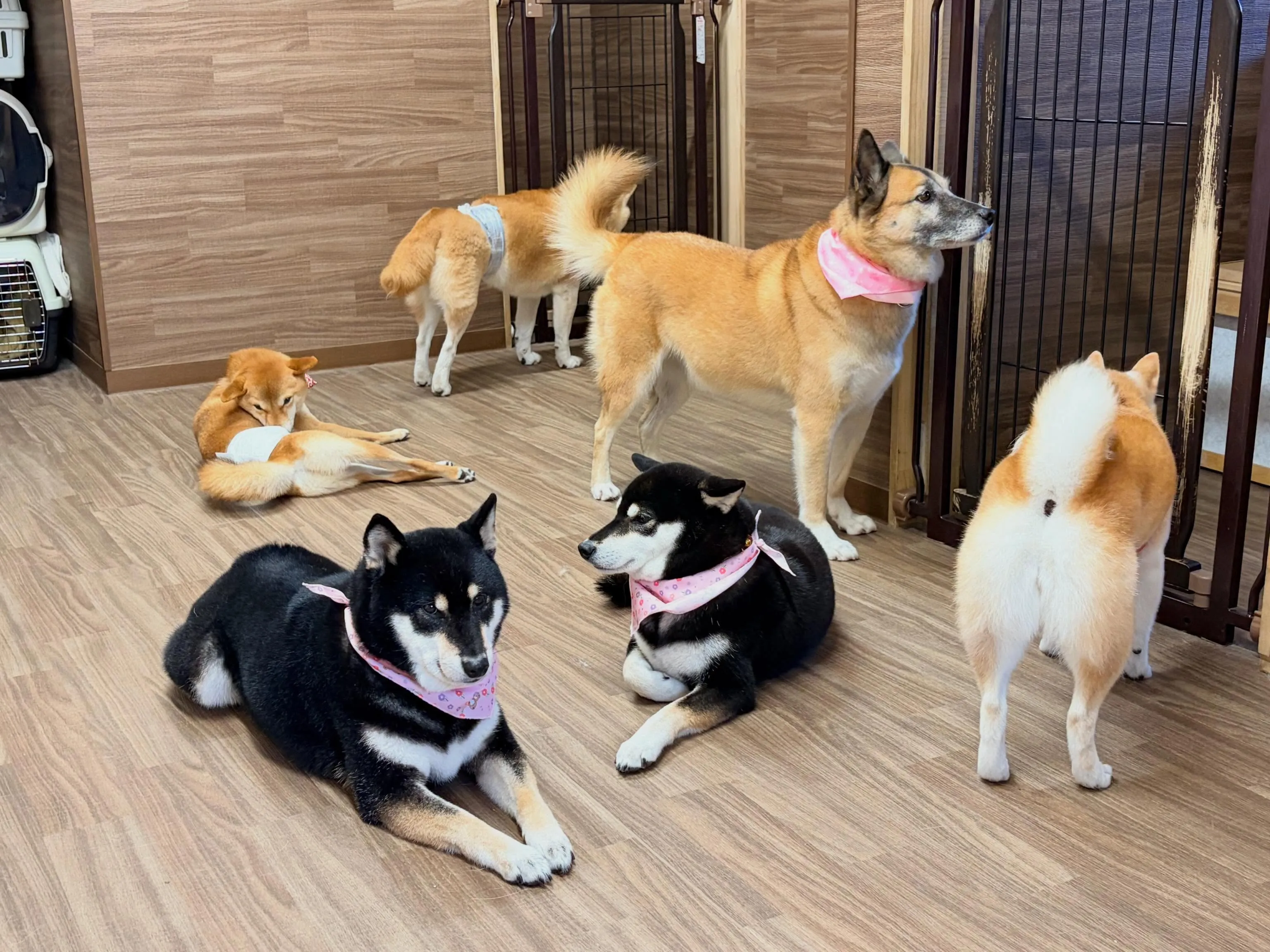 今日は年に2回のスタッフ勉強会の日でした😊