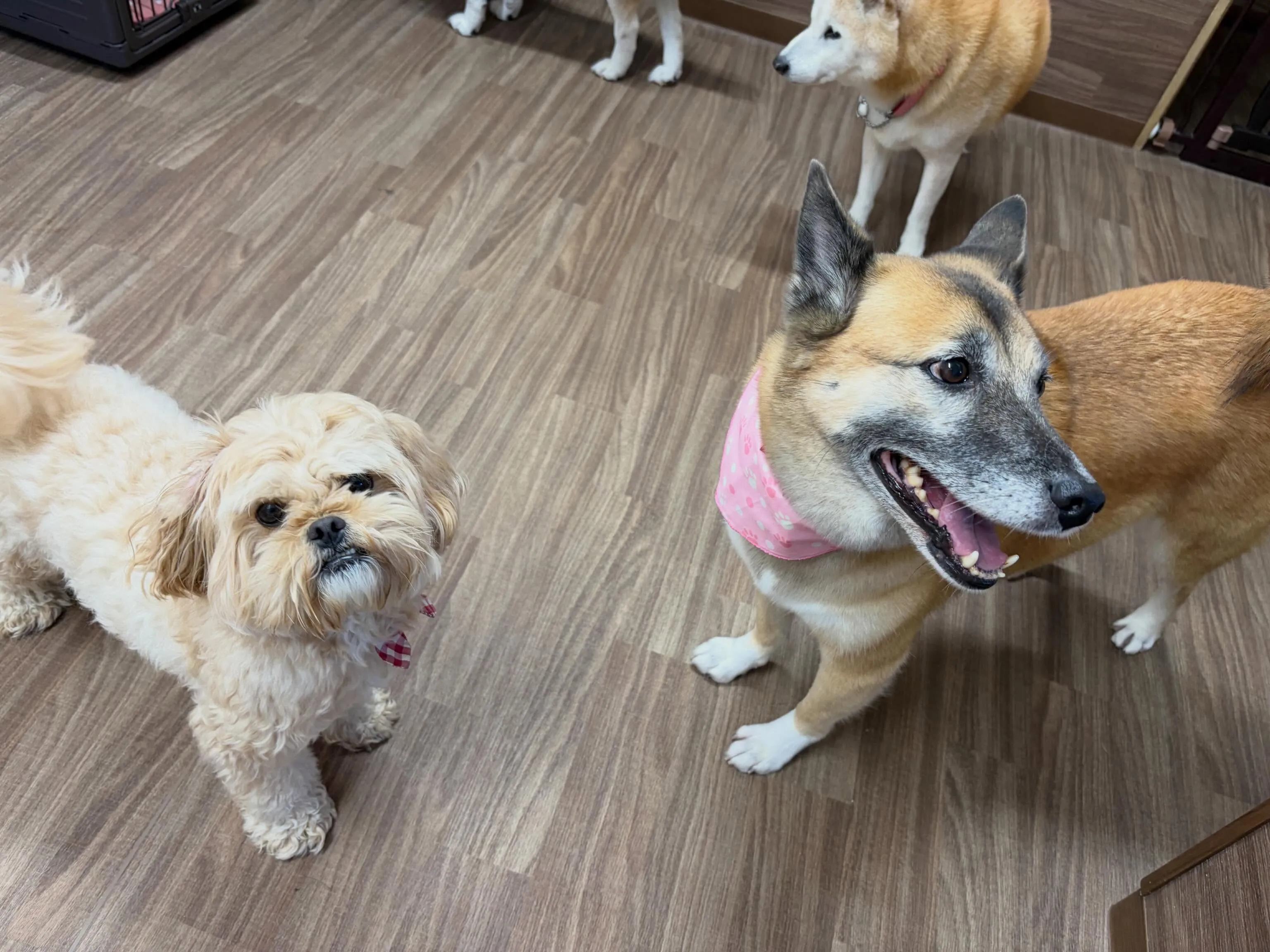 今日は年に2回のスタッフ勉強会の日でした😊