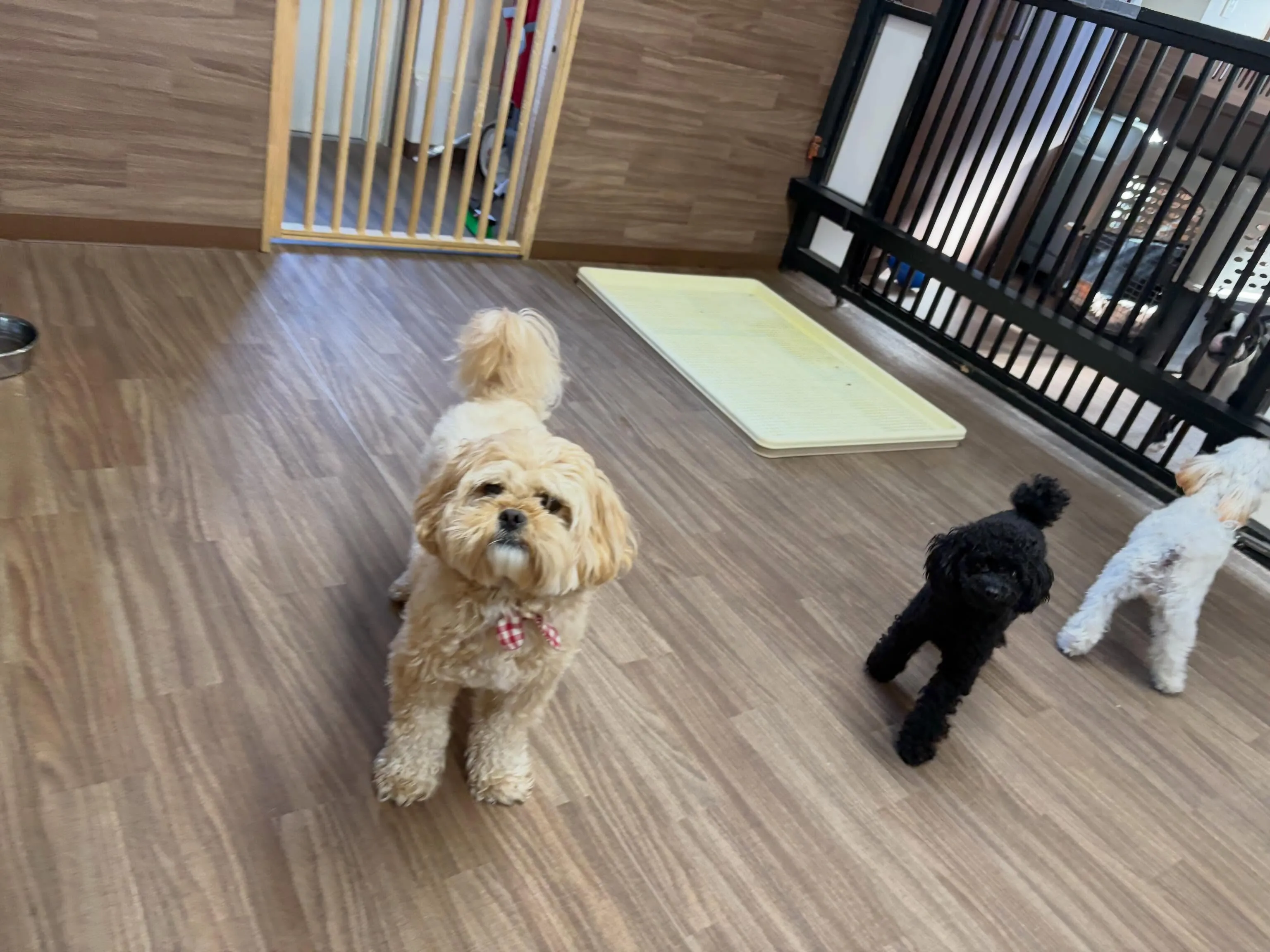 今日は年に2回のスタッフ勉強会の日でした😊