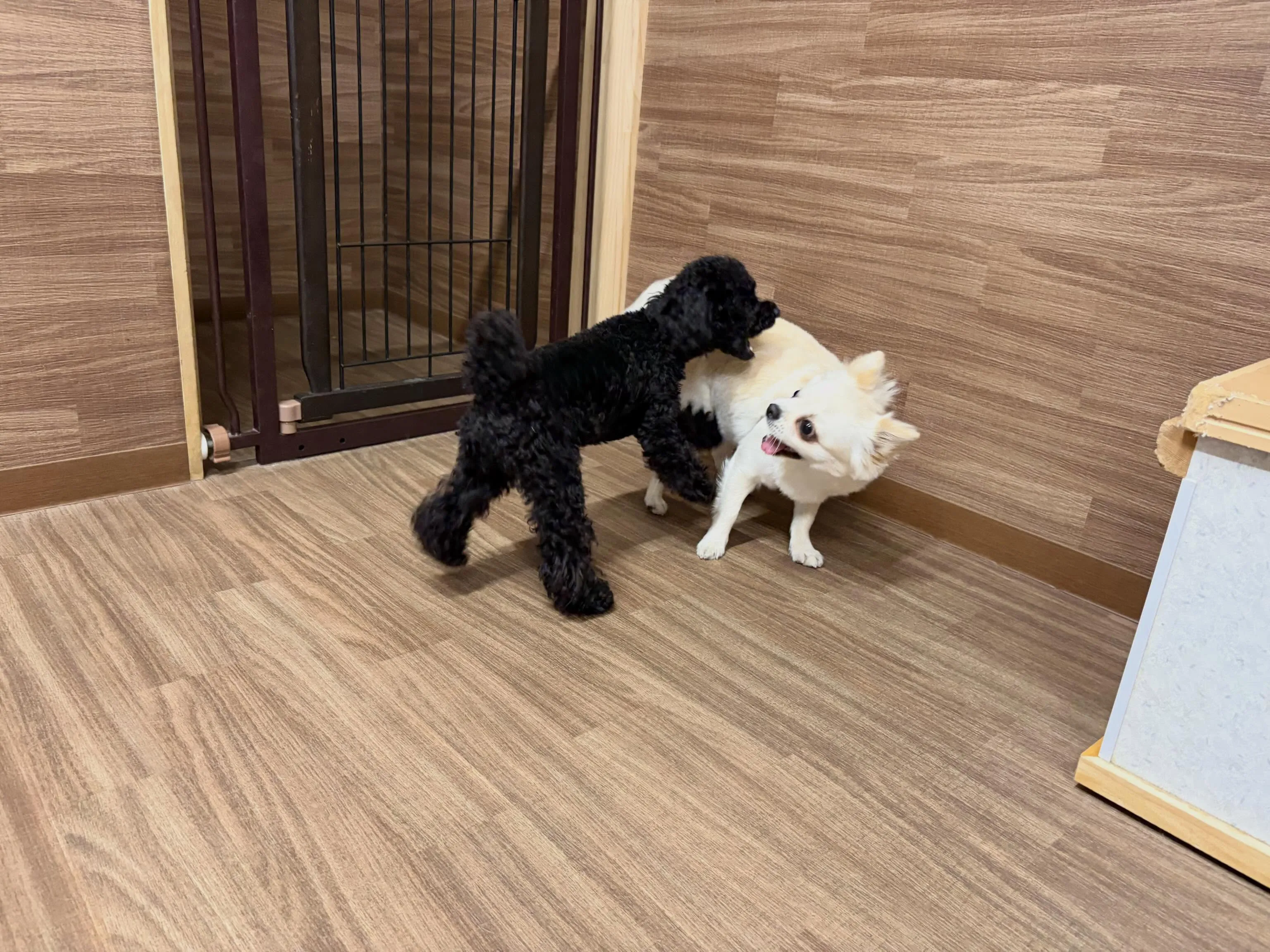 今日は年に2回のスタッフ勉強会の日でした😊