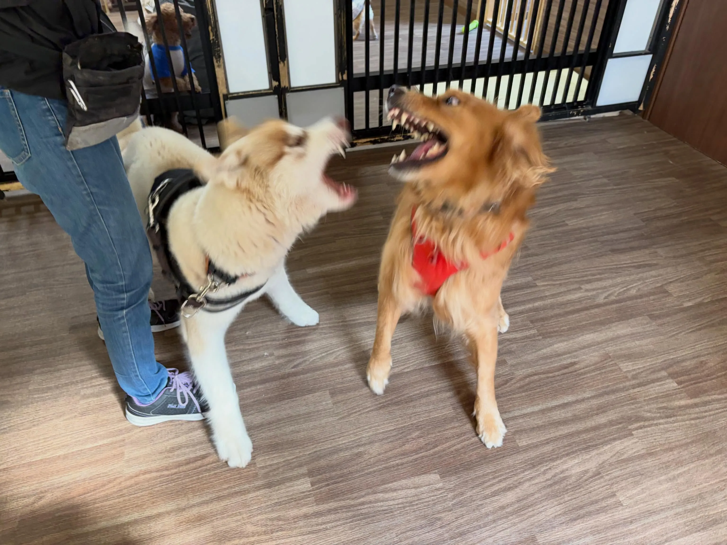 今日は年に2回のスタッフ勉強会の日でした😊
