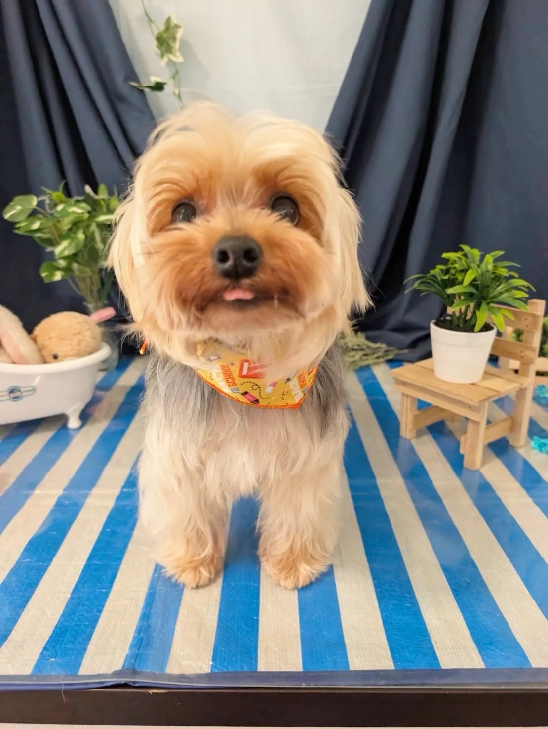 トリミングのセットメニューをご利用頂いたわんこたちです🐾