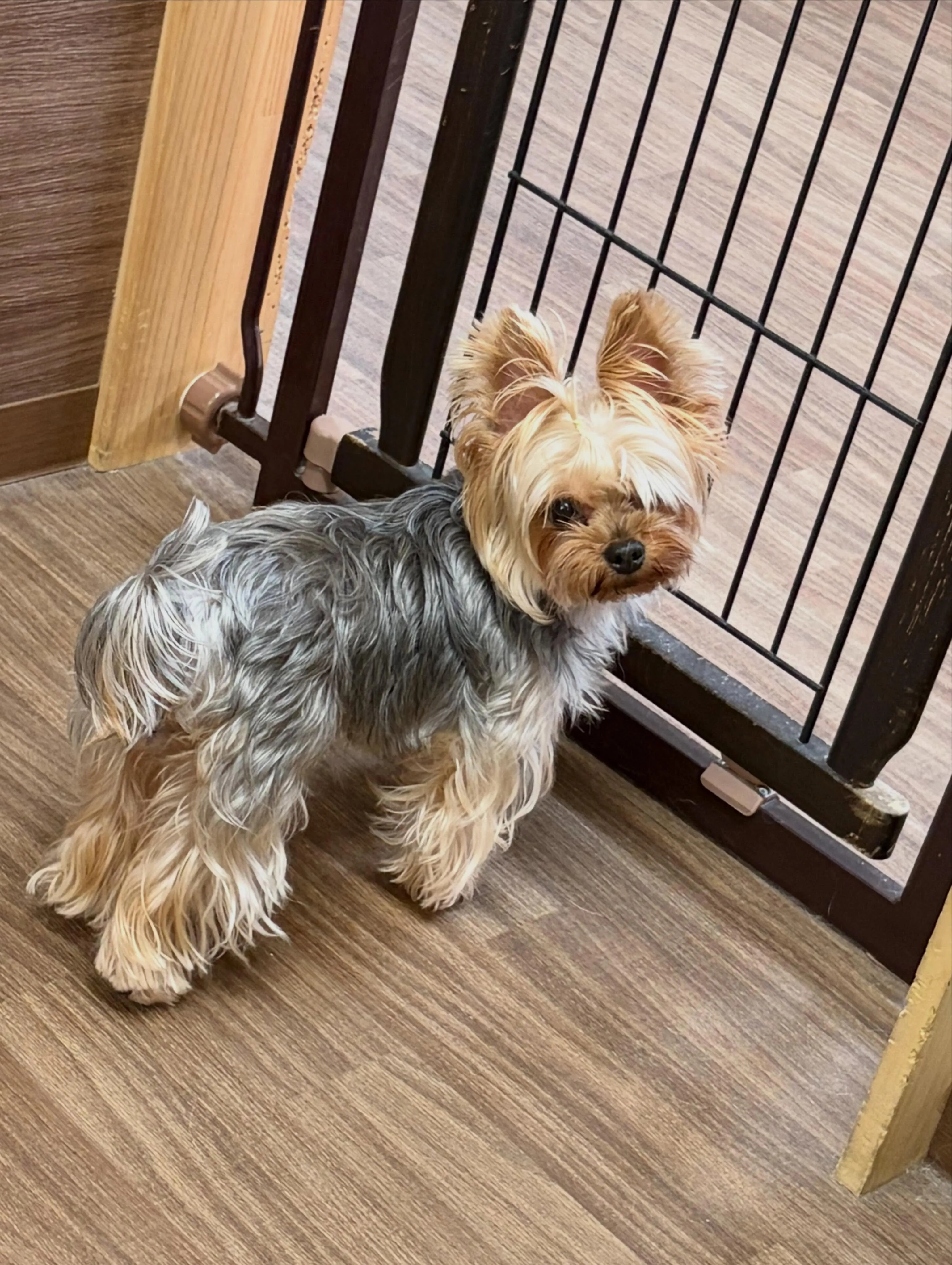 トリミングのセットメニューをご利用頂いたわんこたちです🐾