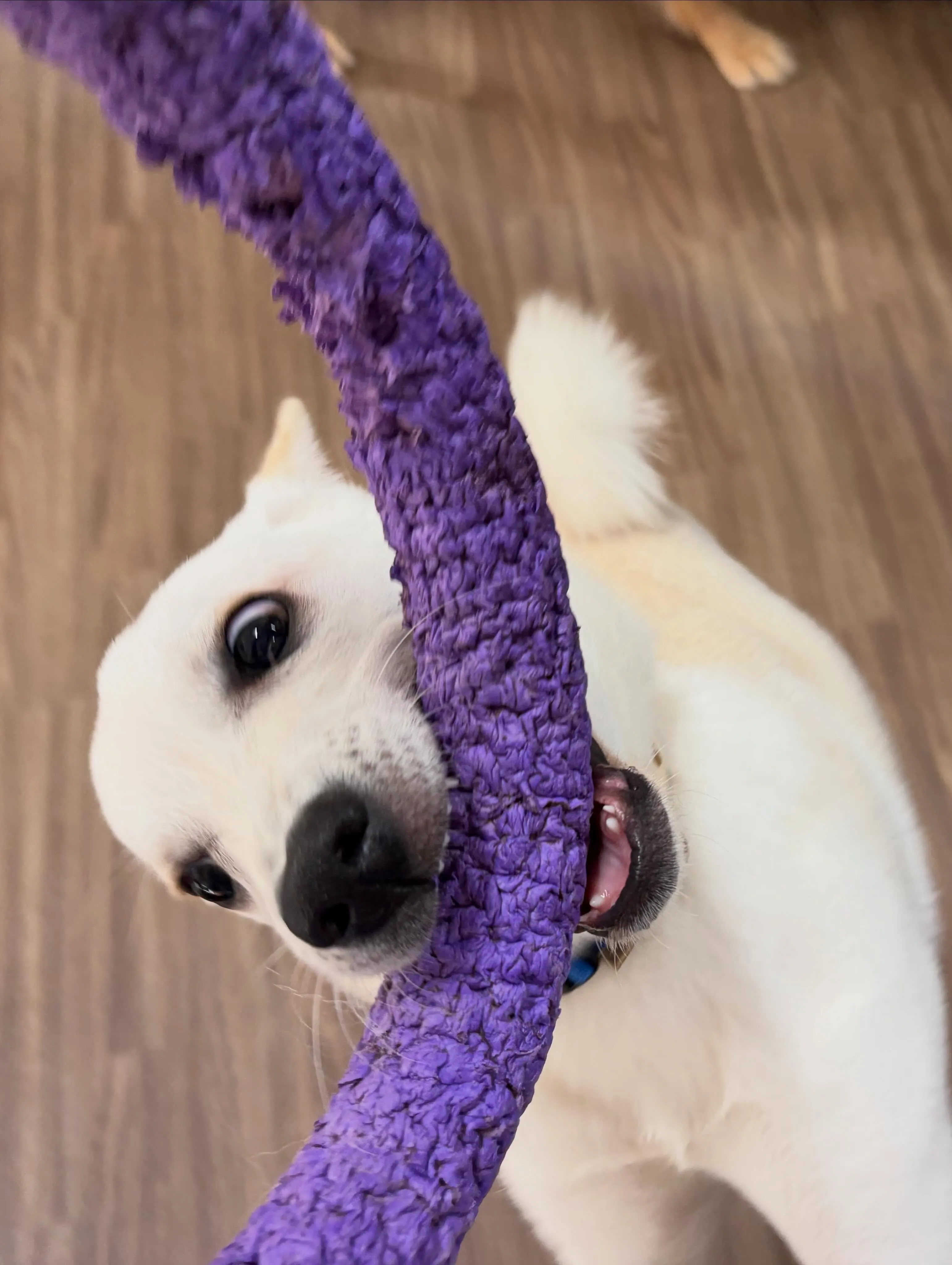 トリミングのセットメニューをご利用頂いたわんこたちです🐾