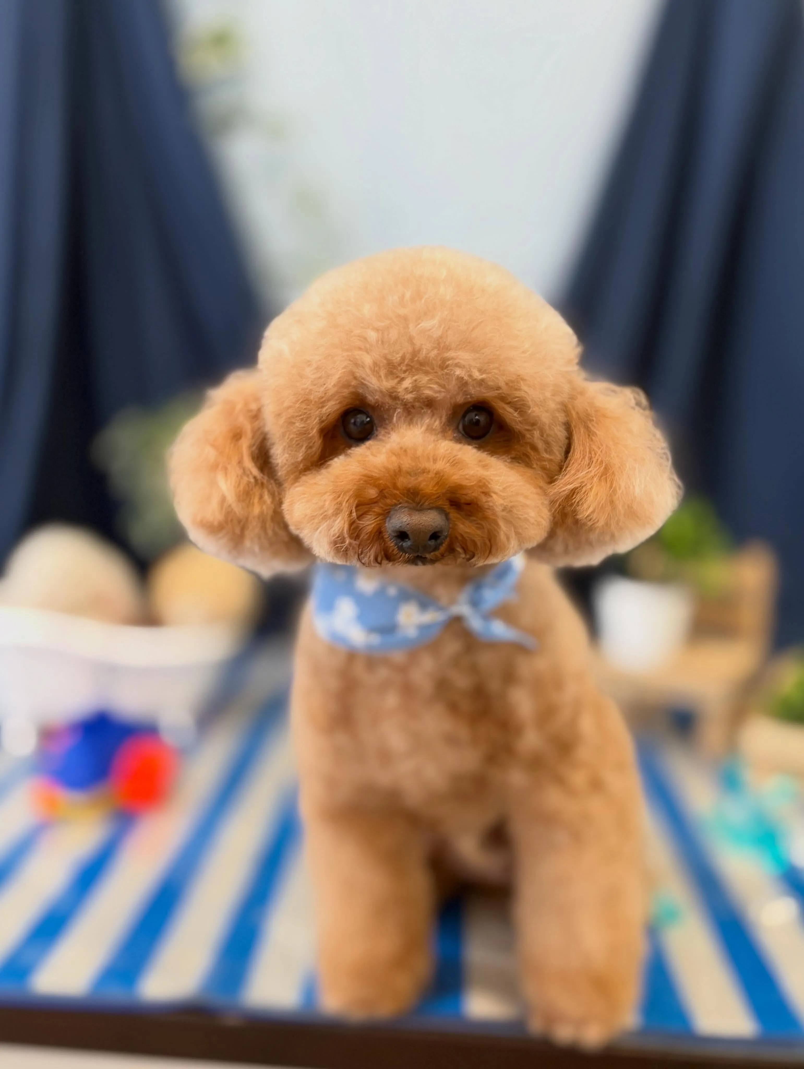 トリミングのセットメニューをご利用頂いたわんこたちです🐾