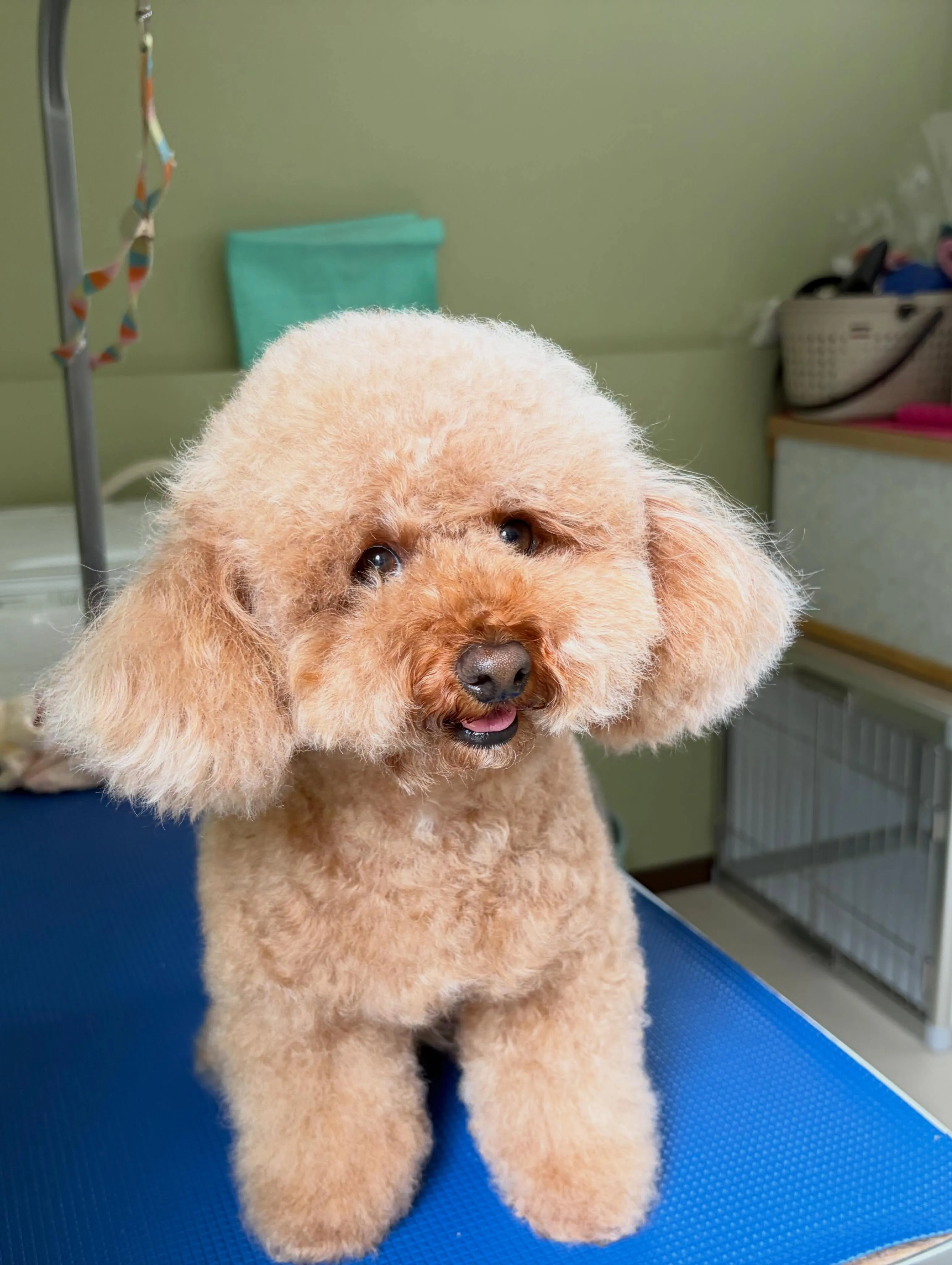トリミングのセットメニューをご利用頂いたわんこたちです🐾