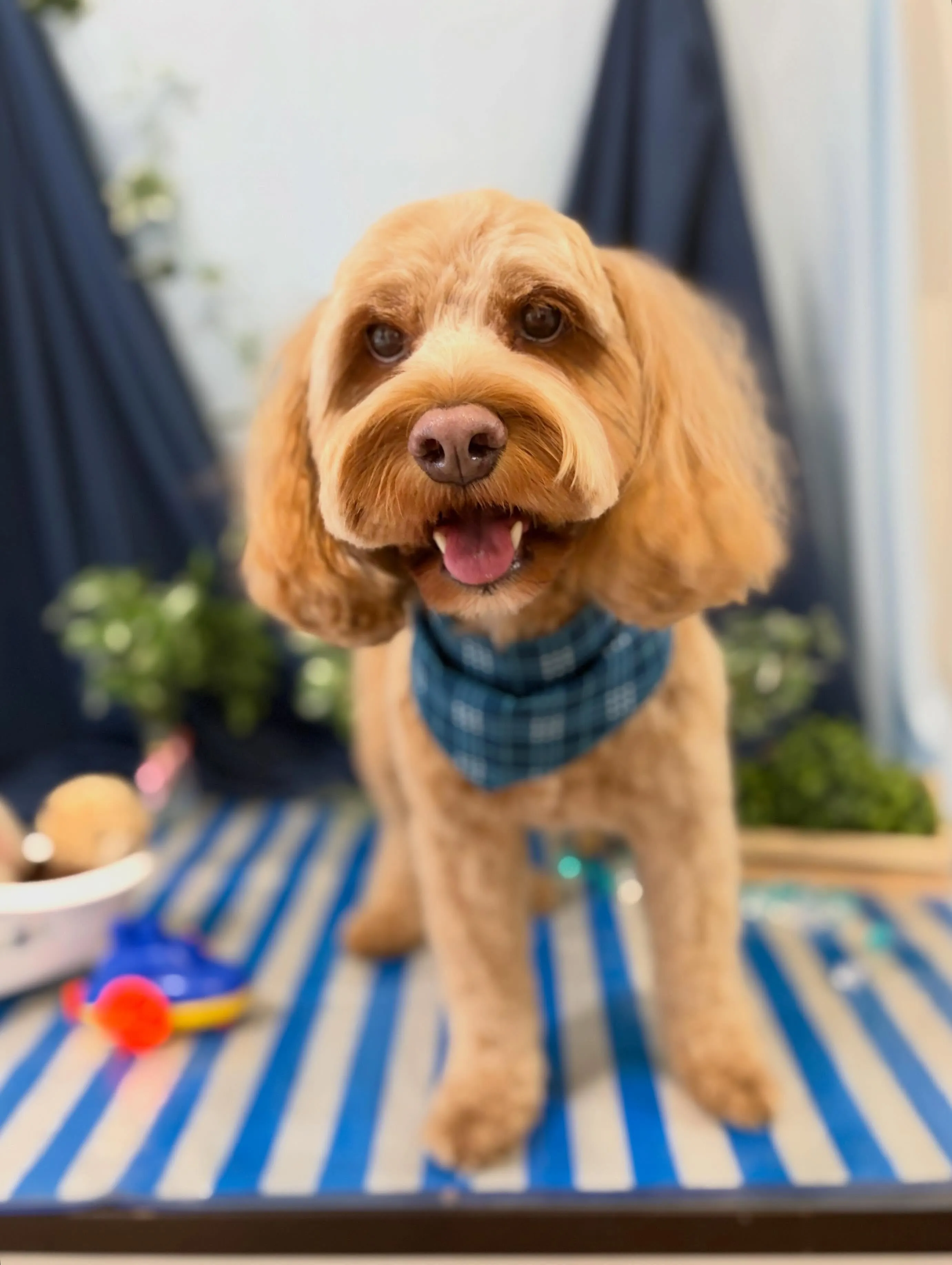 トリミングのセットメニューをご利用頂いたわんこたちです🐾