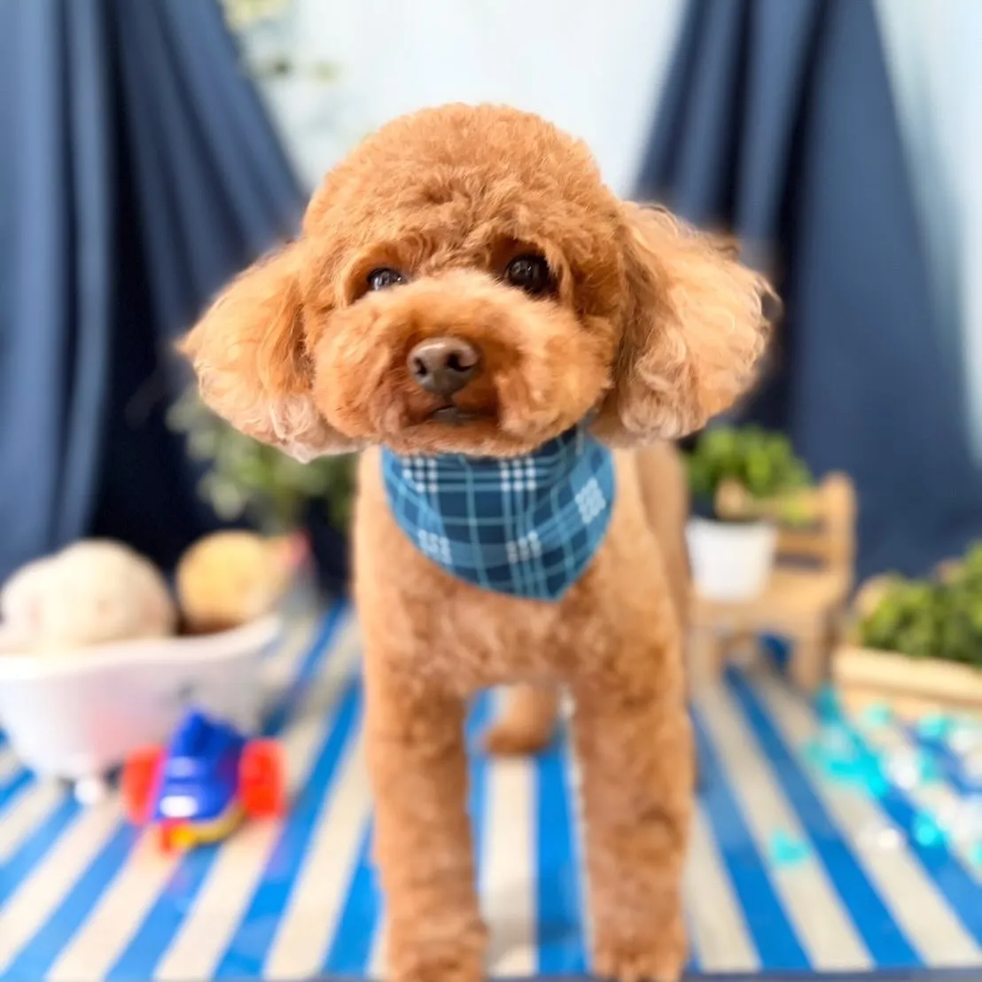 トリミングのセットメニューをご利用頂いたわんこたちです💖