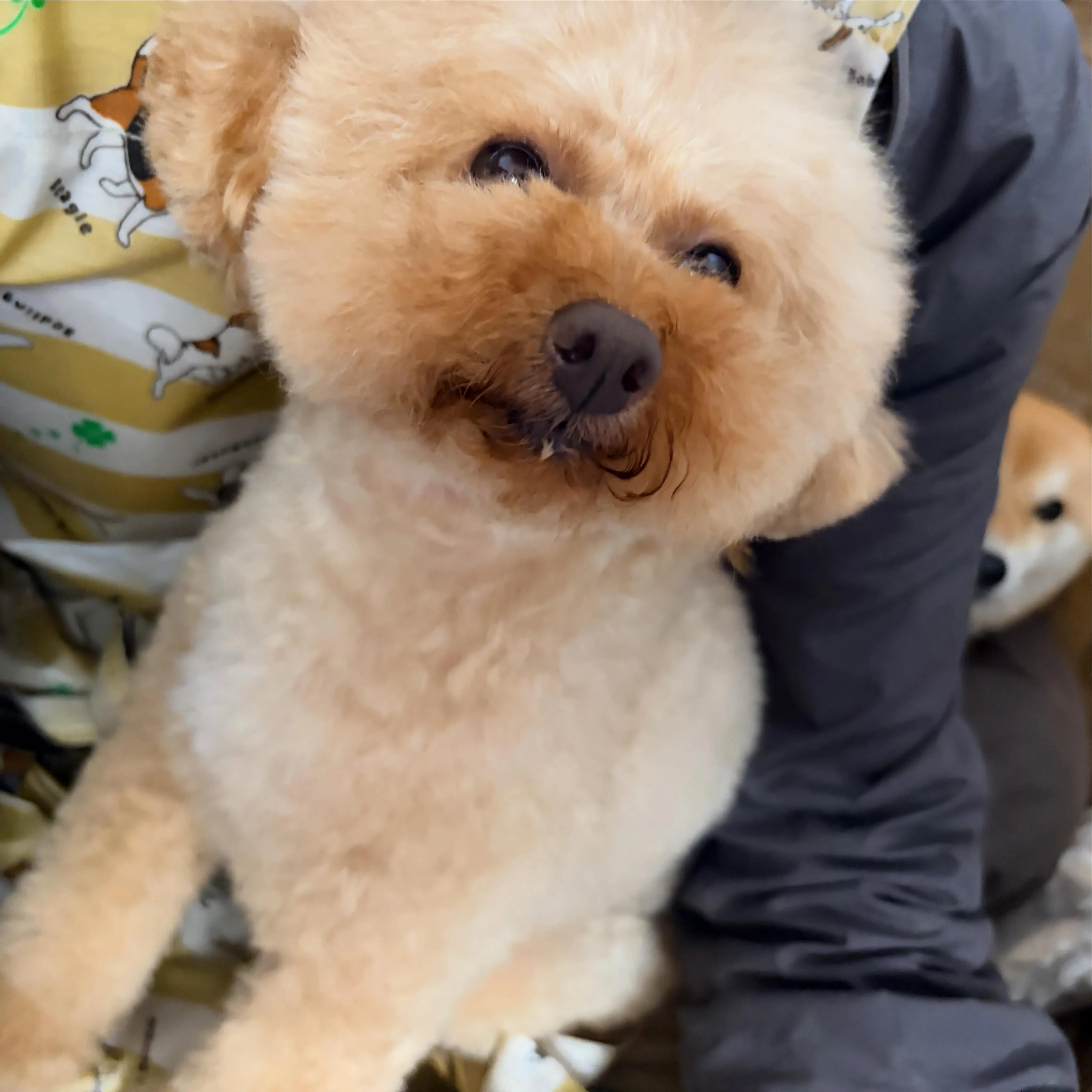 入会してくれたもこくんです💕