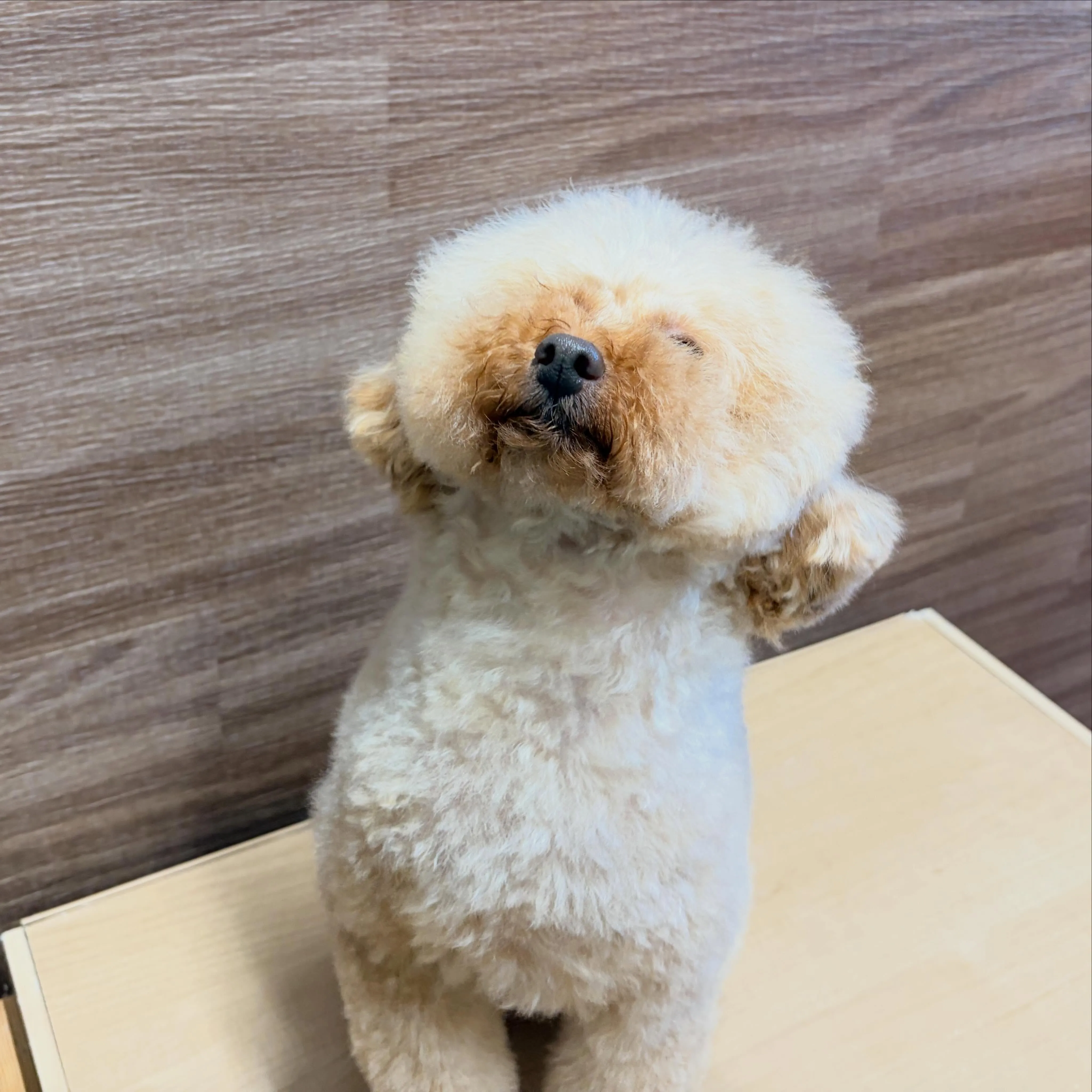 入会してくれたもこくんです💕