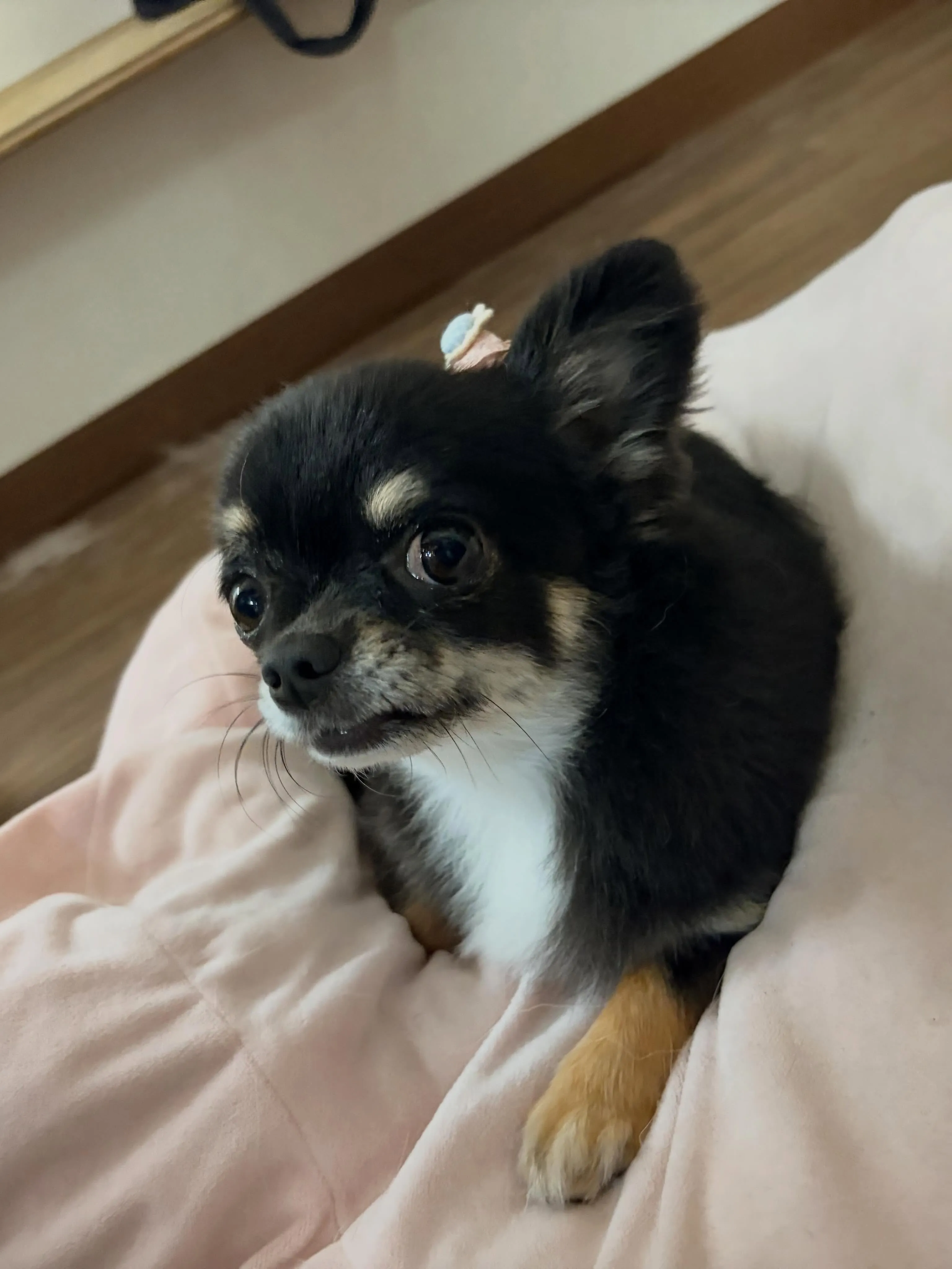 トリミングのセットメニューをご利用頂いたわんこたちです🎶