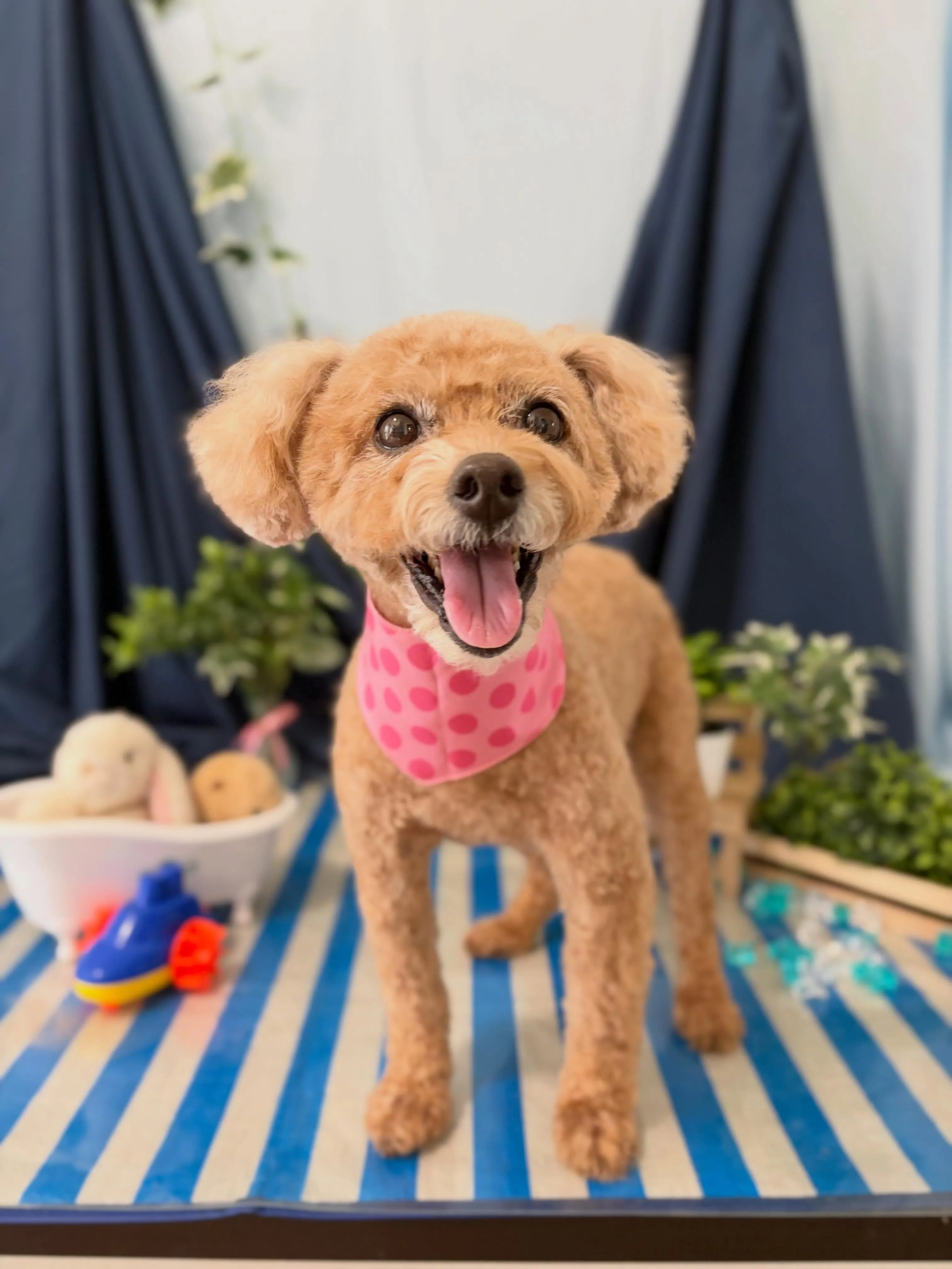 トリミングのセットメニューをご利用頂いたわんこたちです🐾