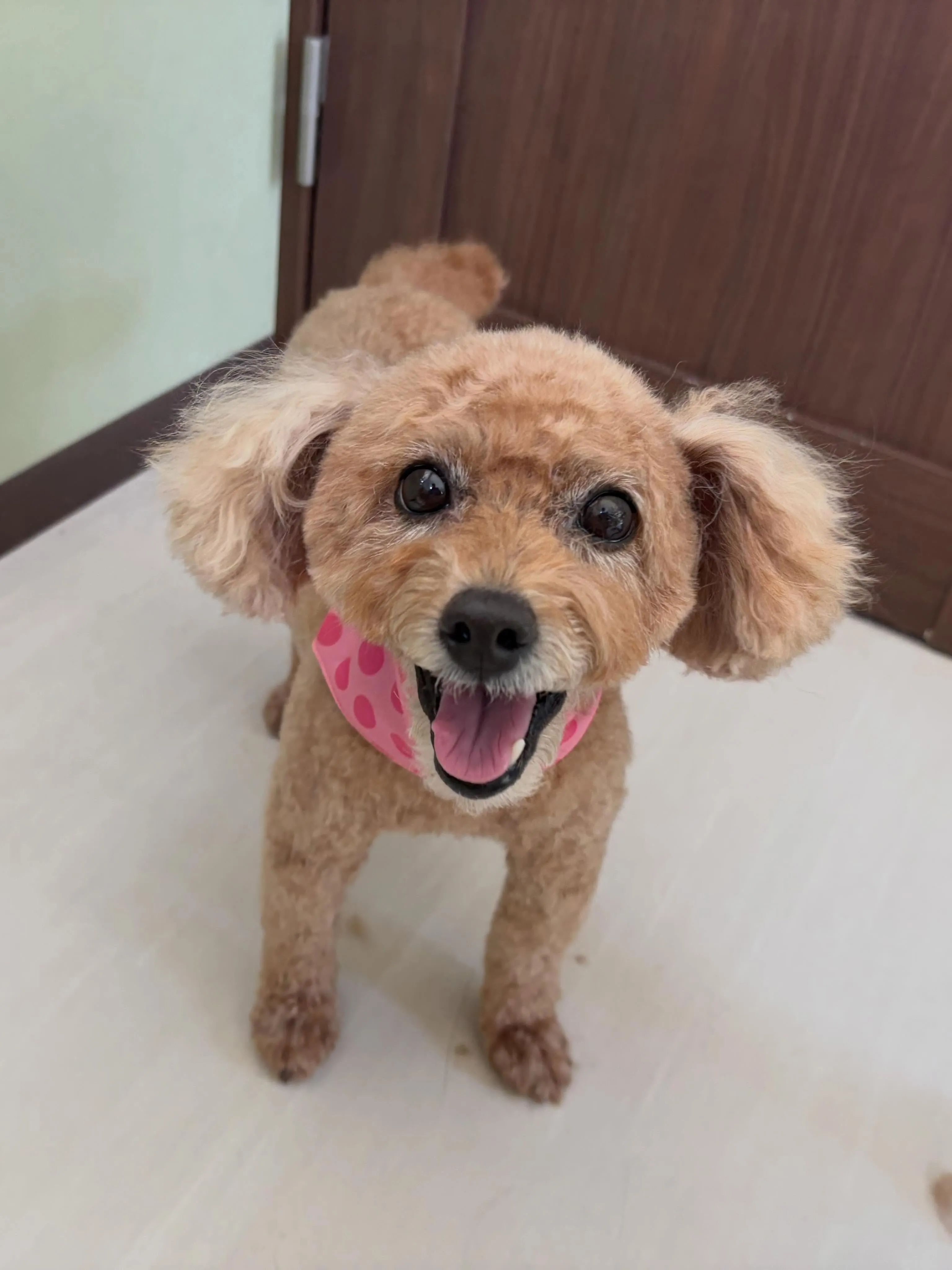 トリミングのセットメニューをご利用頂いたわんこたちです🐾